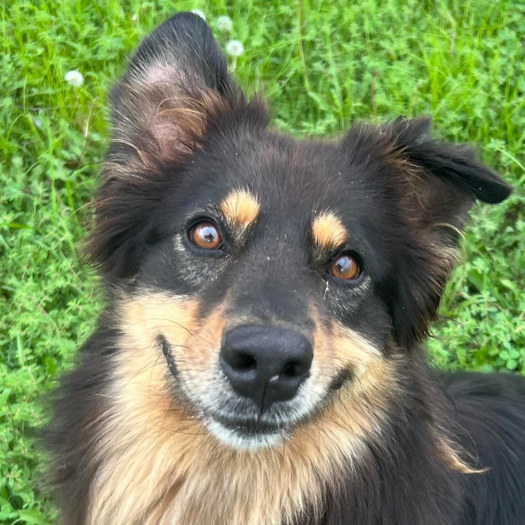 Dax, Adoptable, Adult Male Australian Shepherd.