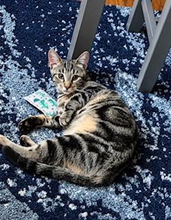 Enlarge Lily, a Adoptable American Shorthair in Latham, NY image 3/6