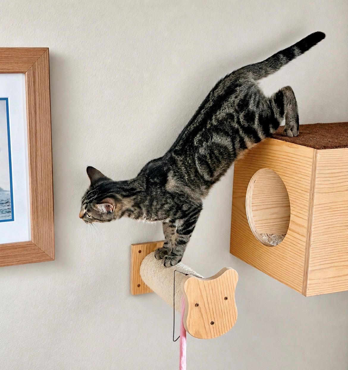Enlarge Lily, a Adoptable American Shorthair in Latham, NY image 2/6