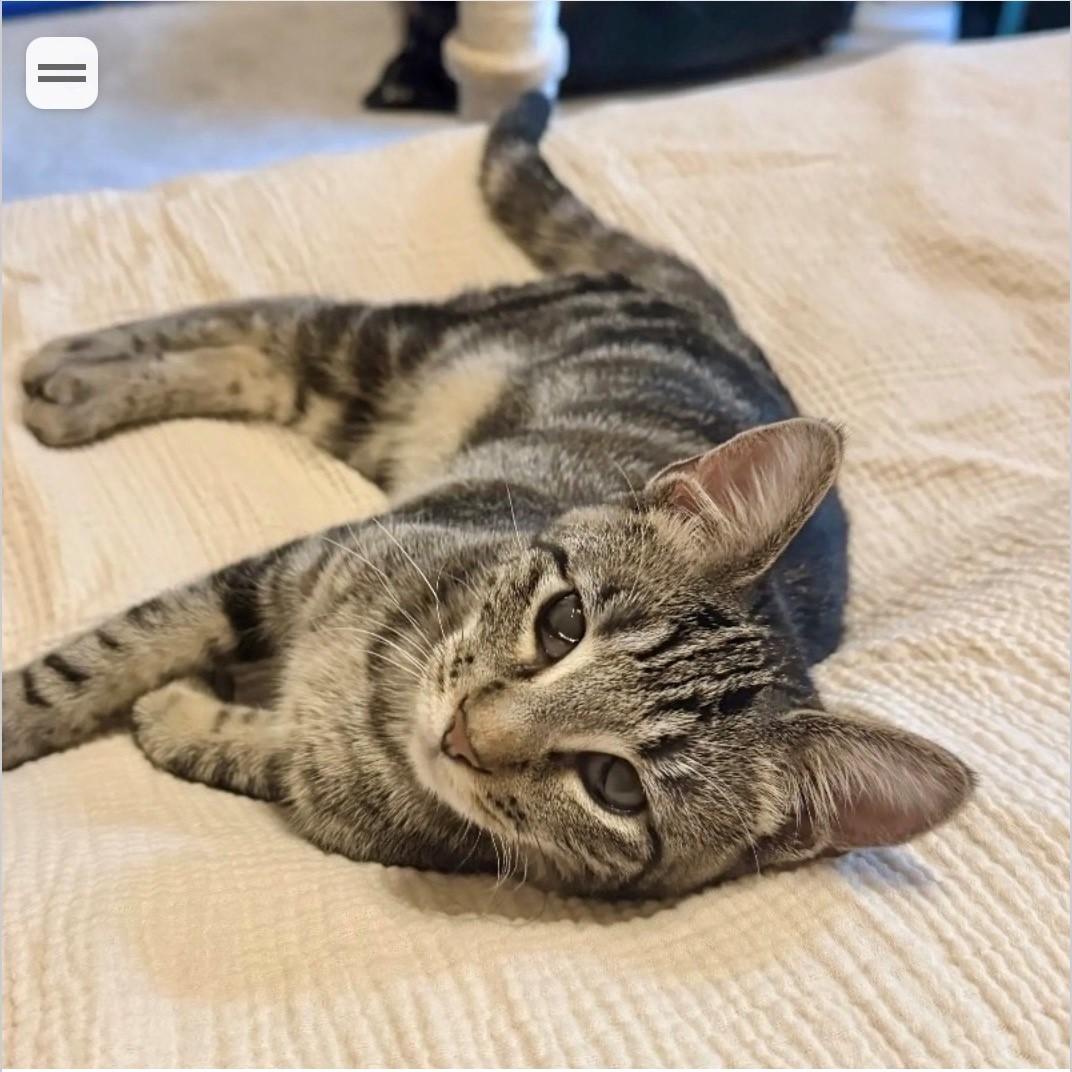 Lily, Adoptable, Kitten Female American Shorthair.