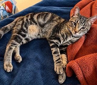 Enlarge Lily, a Adoptable American Shorthair in Latham, NY image 5/6
