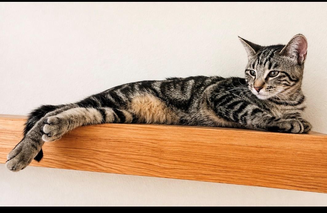 Enlarge Lily, a Adoptable American Shorthair in Latham, NY image 4/6