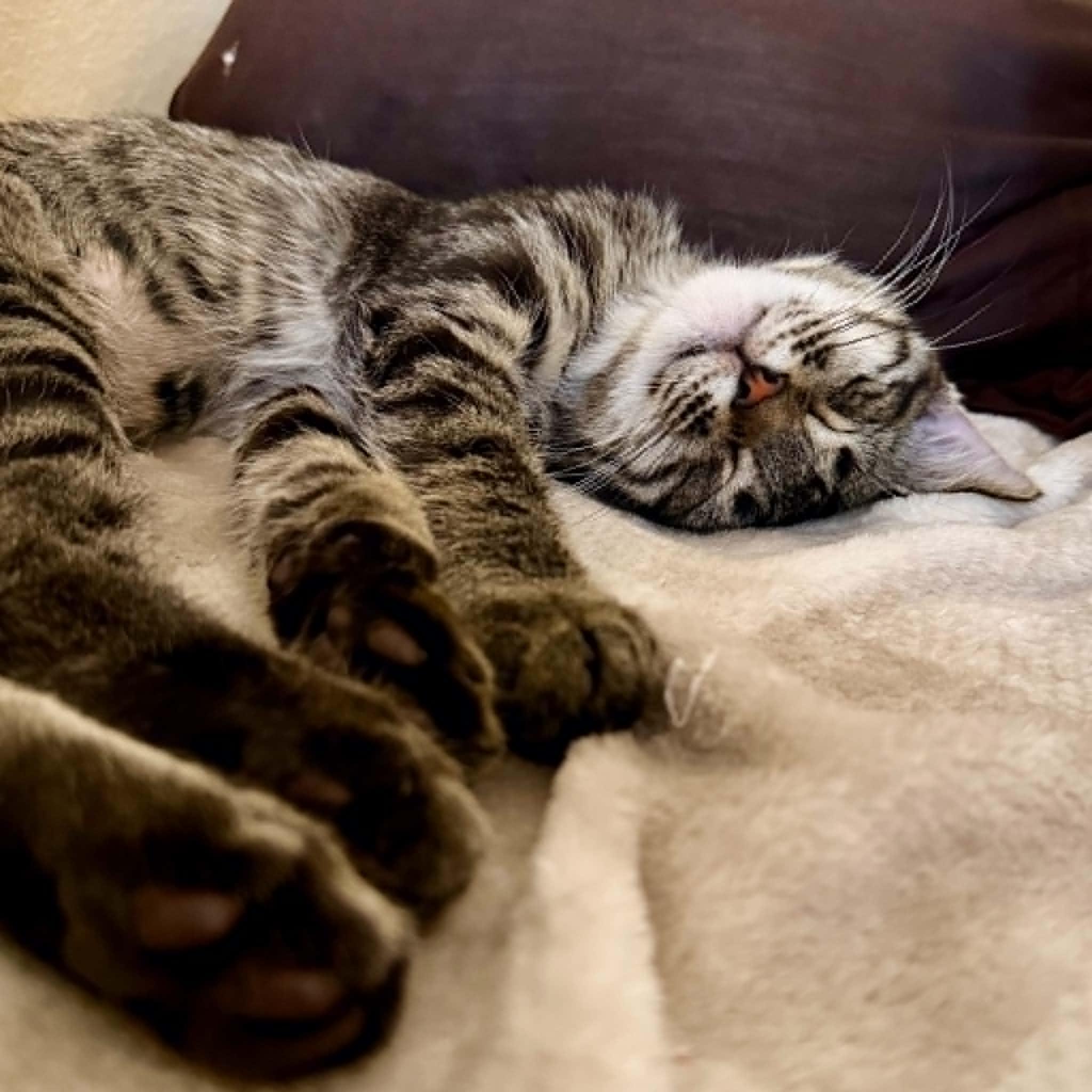 Enlarge wHissPurr, an adoptable Domestic Short Hair in Queen Creek, AZ image 3/6
