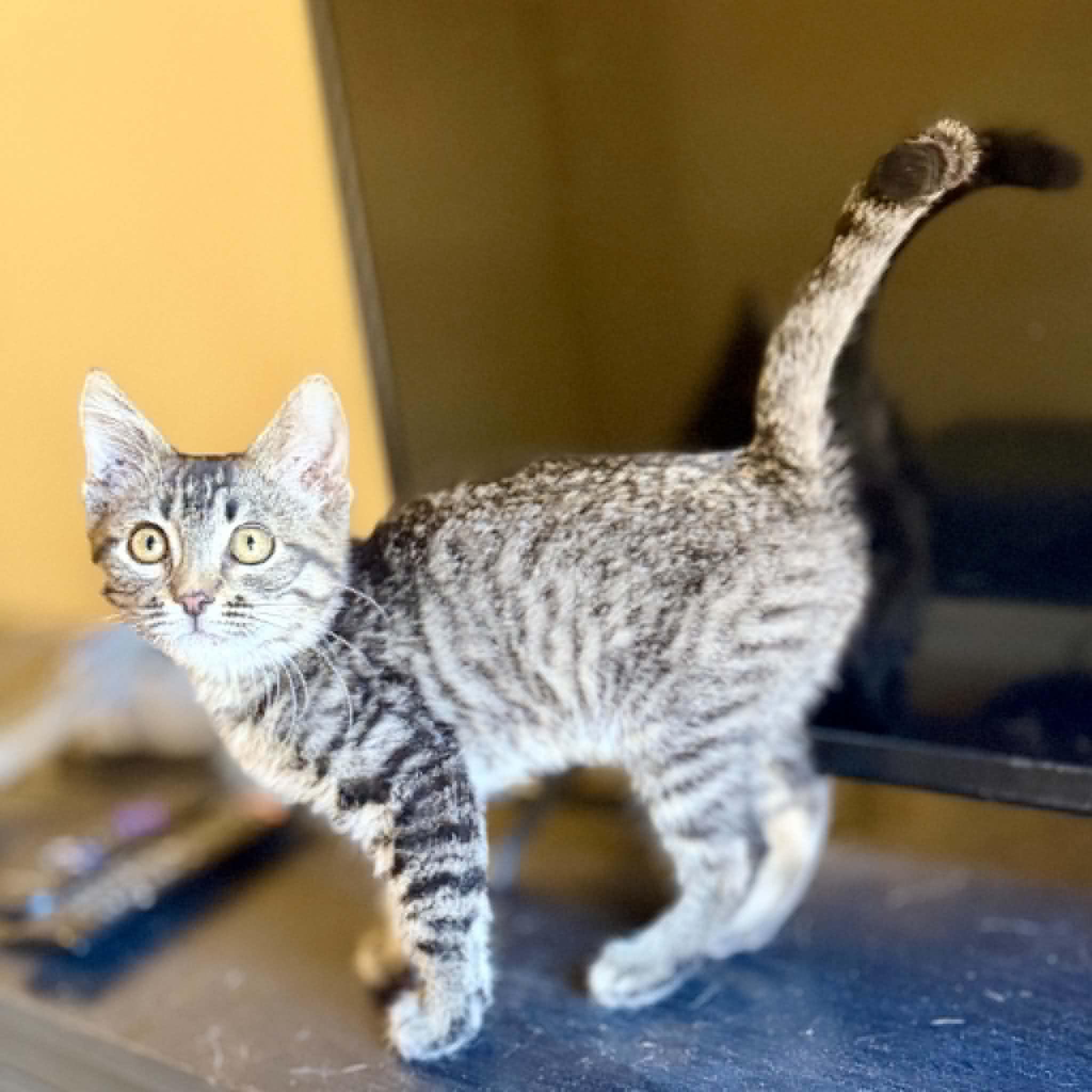 Enlarge wHissPurr, an adoptable Domestic Short Hair in Queen Creek, AZ image 5/6