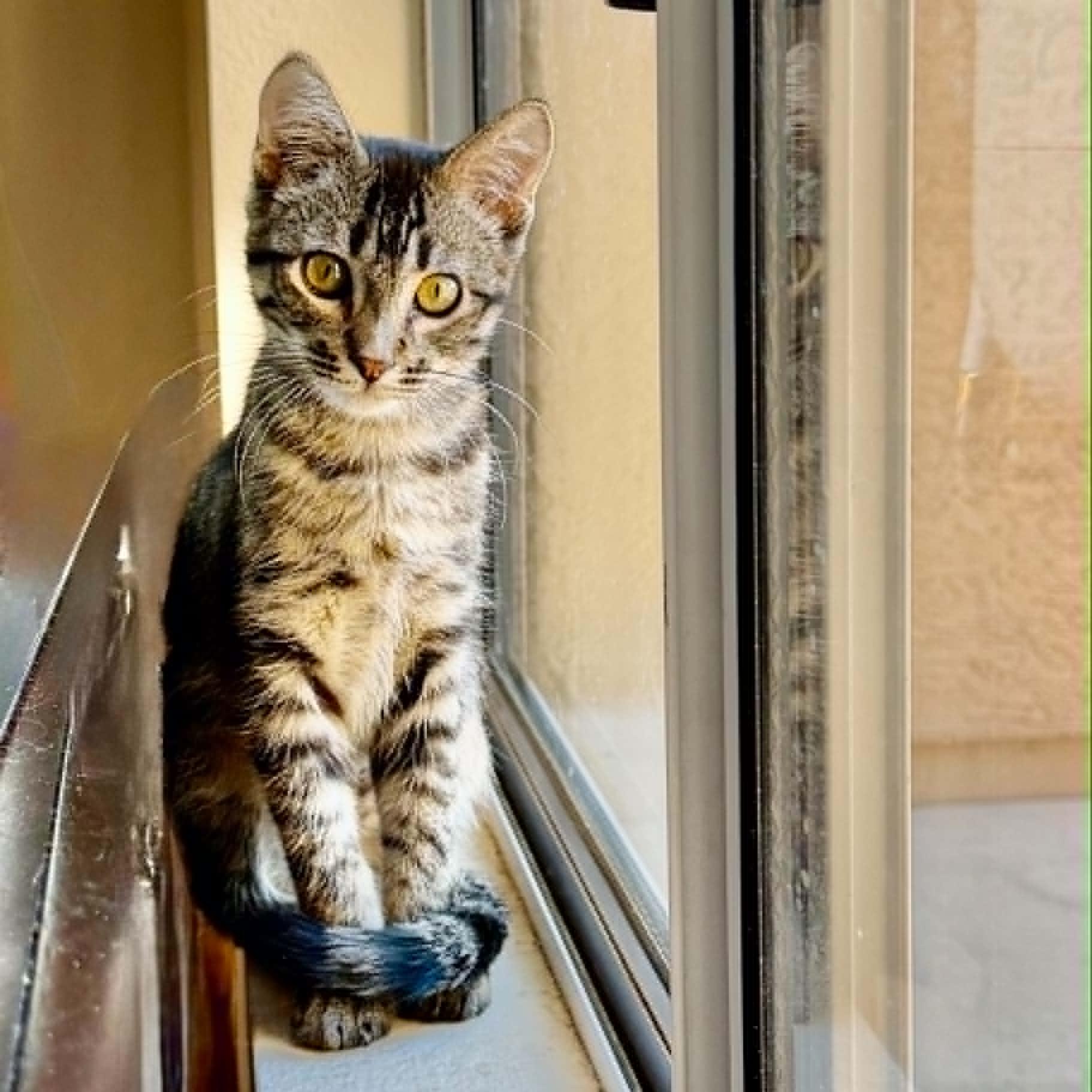 Enlarge wHissPurr, an adoptable Domestic Short Hair in Queen Creek, AZ image 1/6