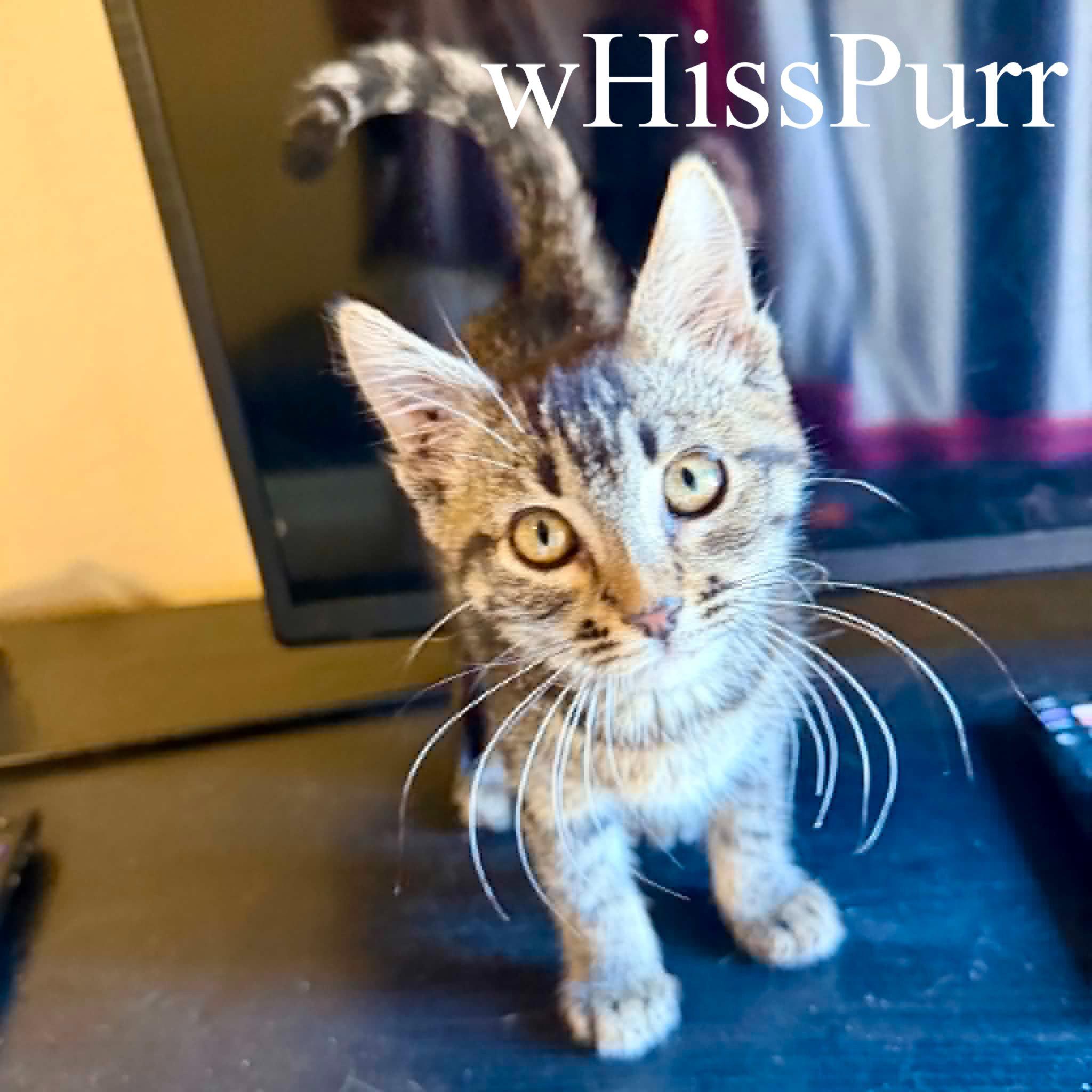 Enlarge wHissPurr, an adoptable Domestic Short Hair in Queen Creek, AZ image 4/6