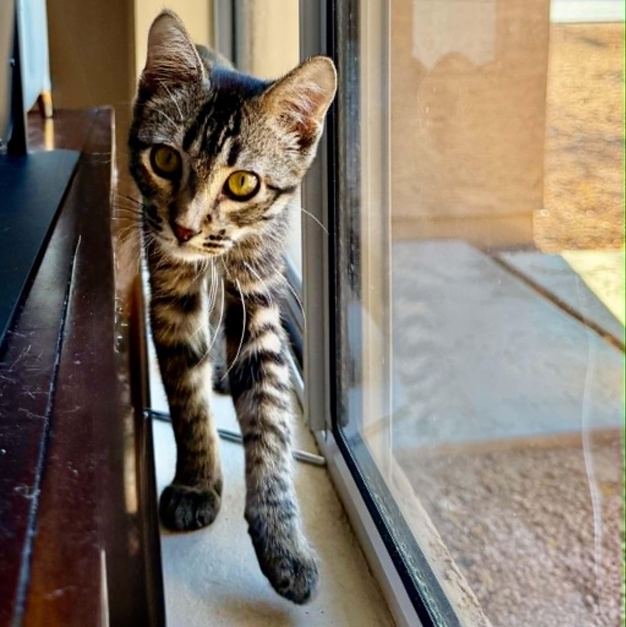 Enlarge wHissPurr, an adoptable Domestic Short Hair in Queen Creek, AZ image 2/6