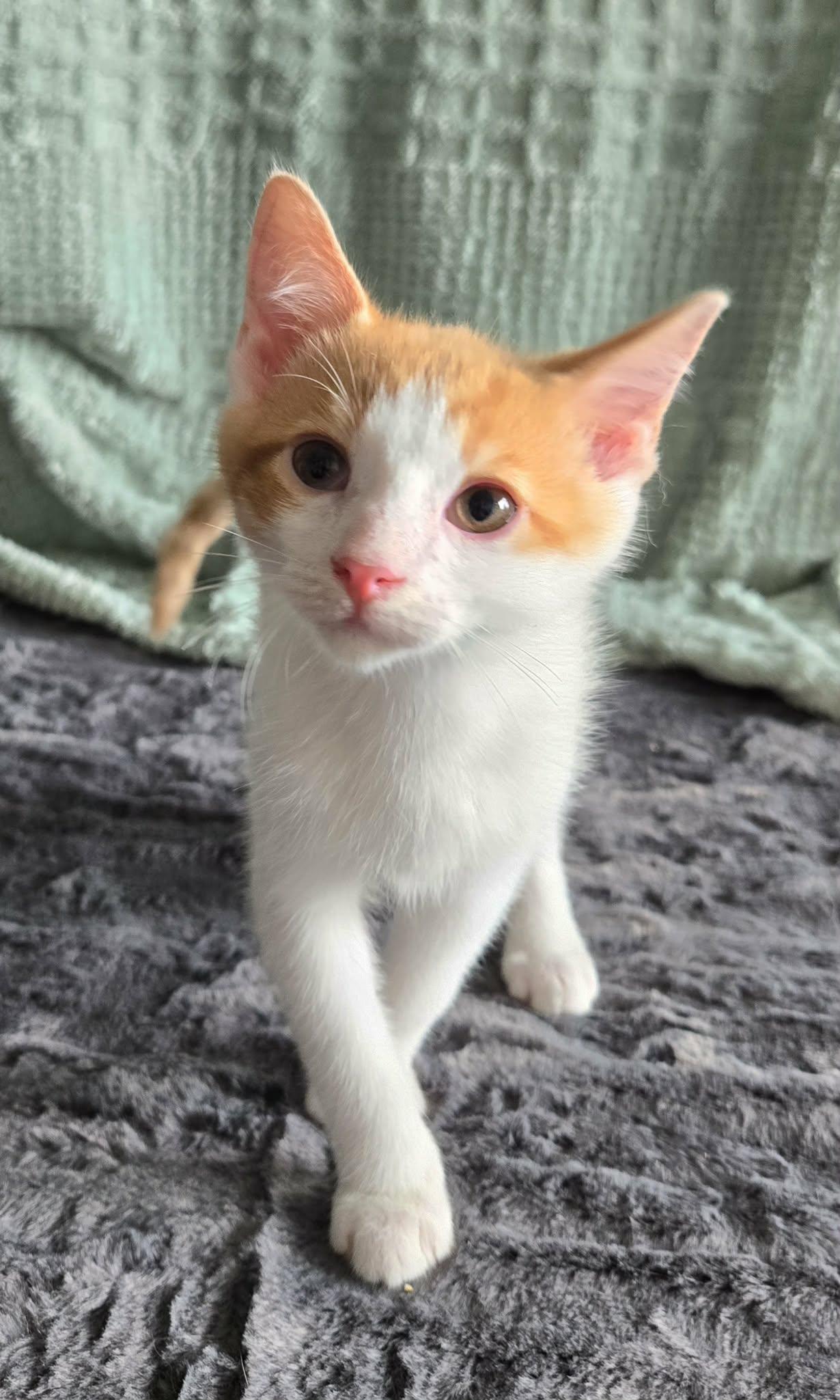 Enlarge SPARK, an adopted Domestic Short Hair in Tillsonburg, ON image 3/5