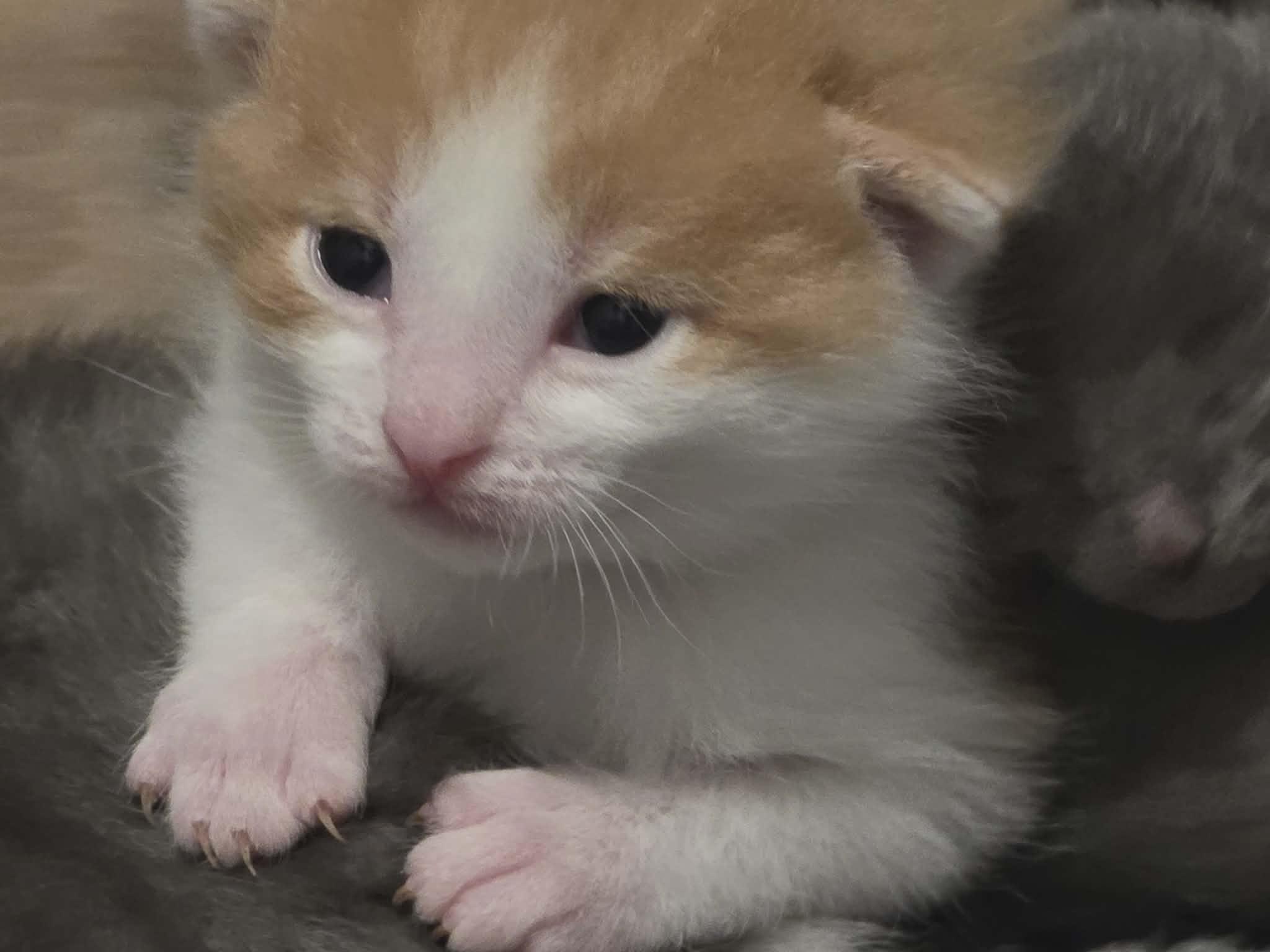 Enlarge SPARK, an adopted Domestic Short Hair in Tillsonburg, ON image 5/5