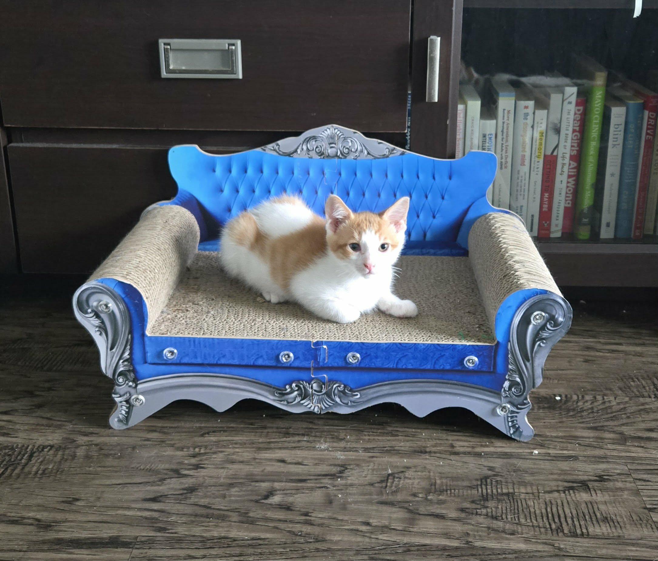 Enlarge SPARK, an adopted Domestic Short Hair in Tillsonburg, ON image 2/5