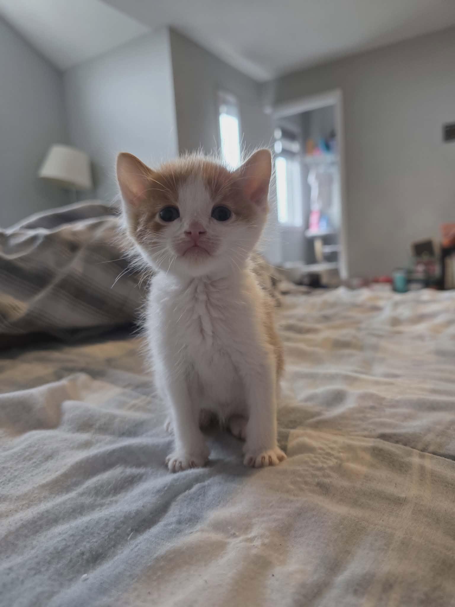 Enlarge SPARK, an adopted Domestic Short Hair in Tillsonburg, ON image 4/5