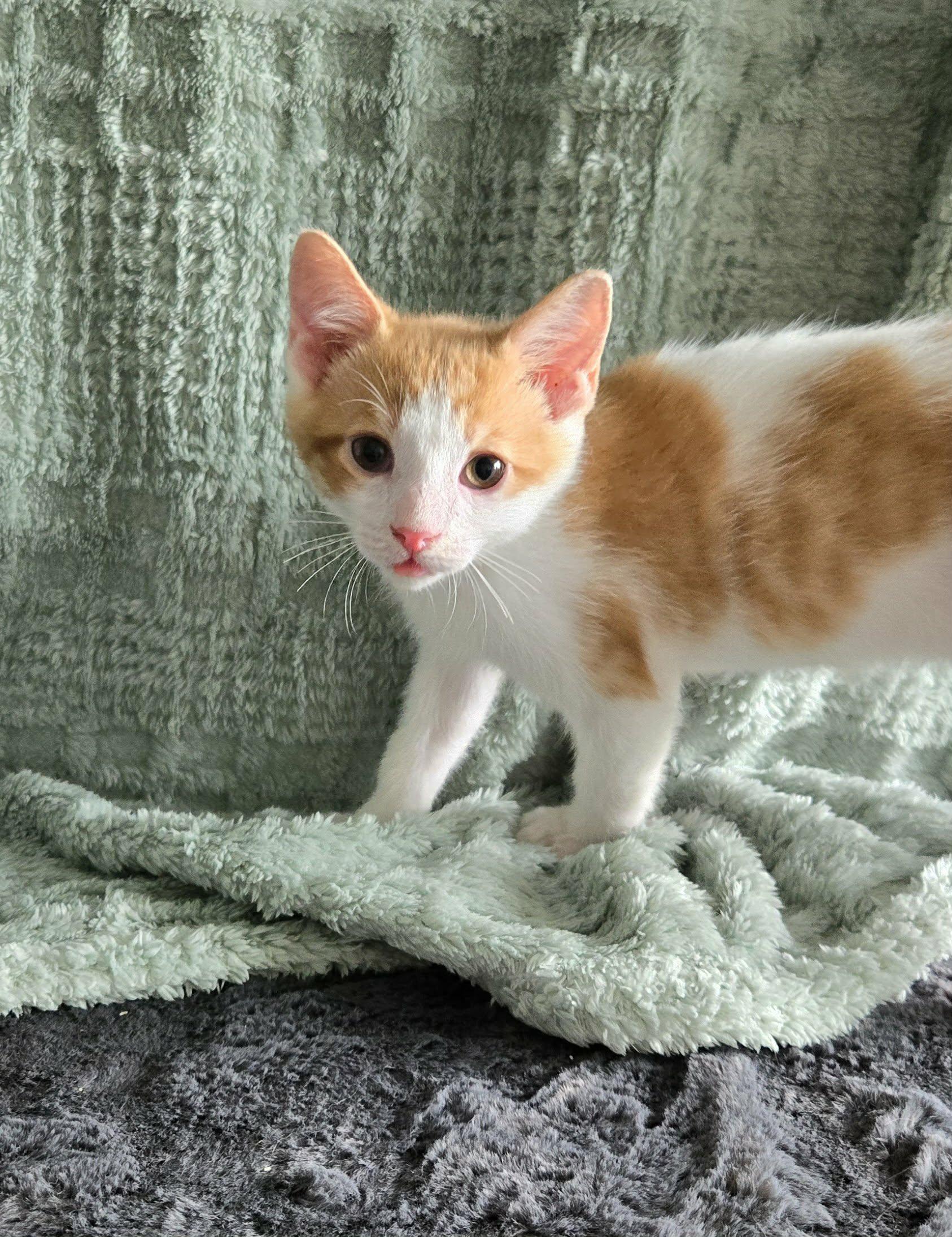 SPARK, adopted, Kitten Male Domestic Short Hair.
