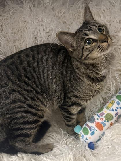 Melody, Adoptable, Young Female Domestic Short Hair & Domestic Short Hair.