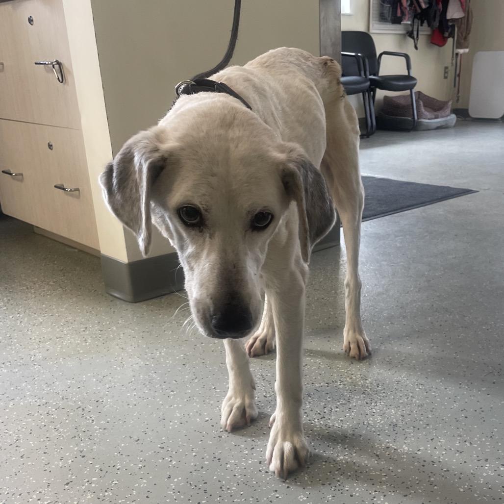 Little Bit, Adoptable, Senior Female Mixed Breed.