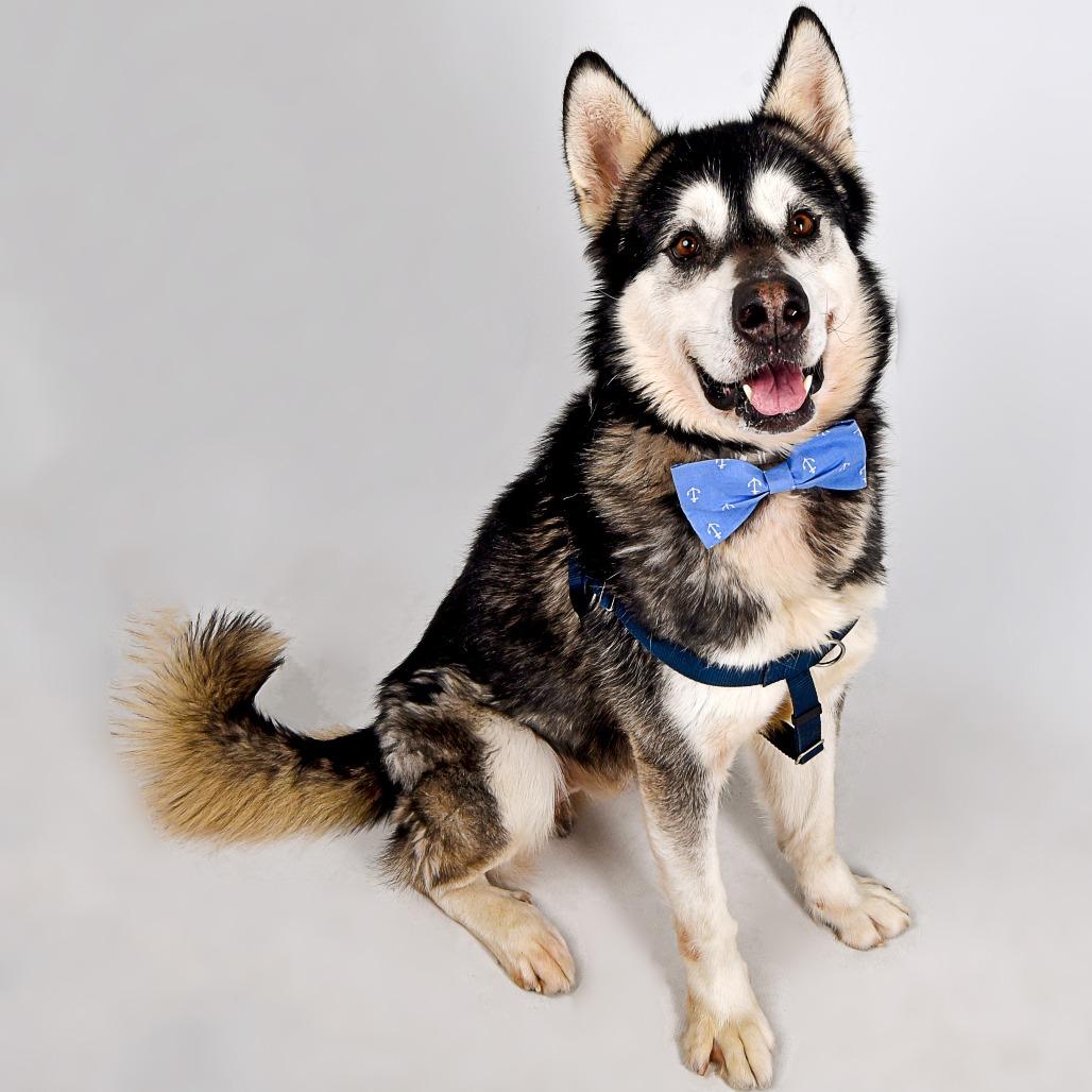 Enlarge Goku, a Adoptable Alaskan Malamute in Murray, UT image 1/6