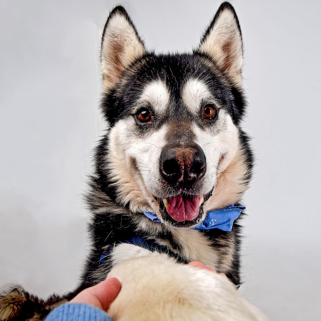 Enlarge Goku, a Adoptable Alaskan Malamute in Murray, UT image 2/6