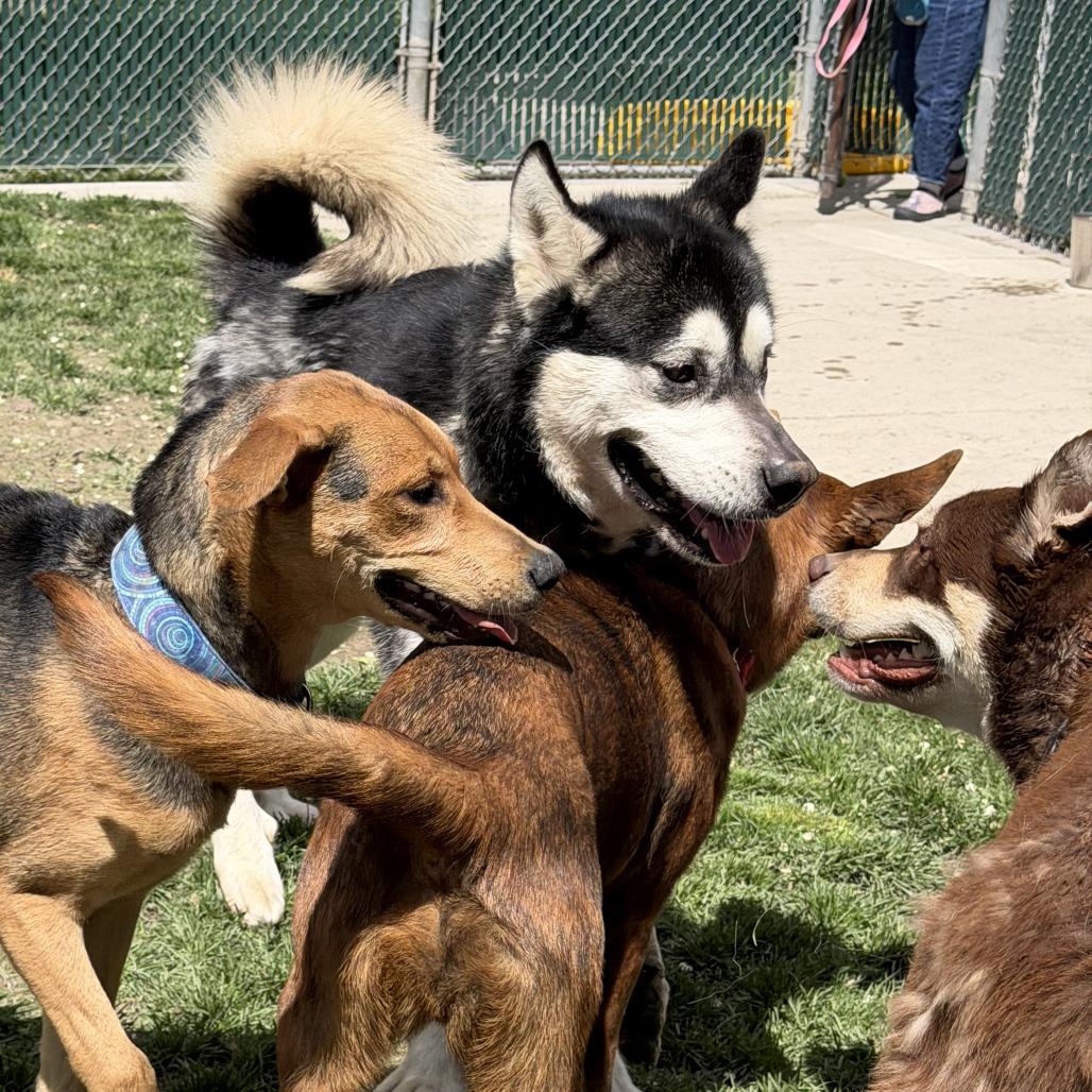 Enlarge Goku, a Adoptable Alaskan Malamute in Murray, UT image 3/6