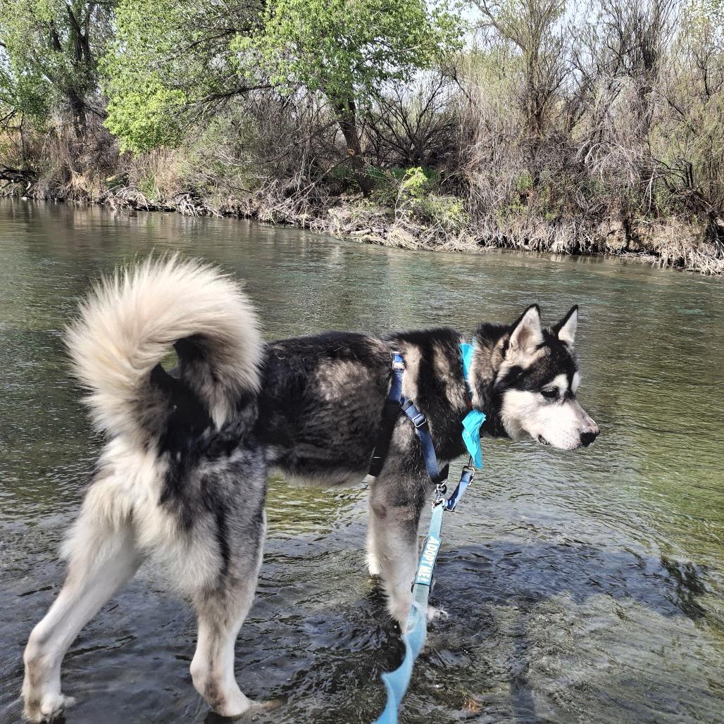 Enlarge Goku, a Adoptable Alaskan Malamute in Murray, UT image 5/6