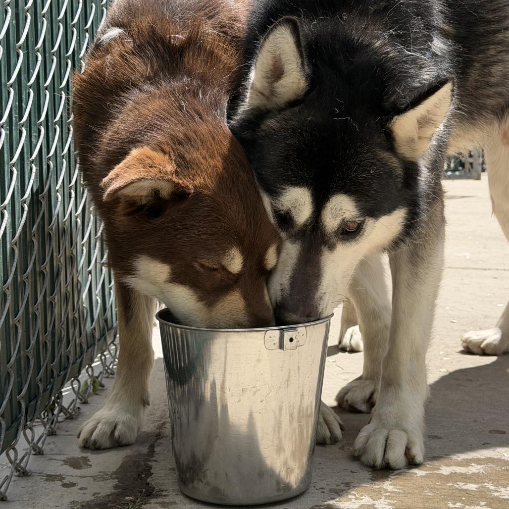 Enlarge Goku, a Adoptable Alaskan Malamute in Murray, UT image 6/6