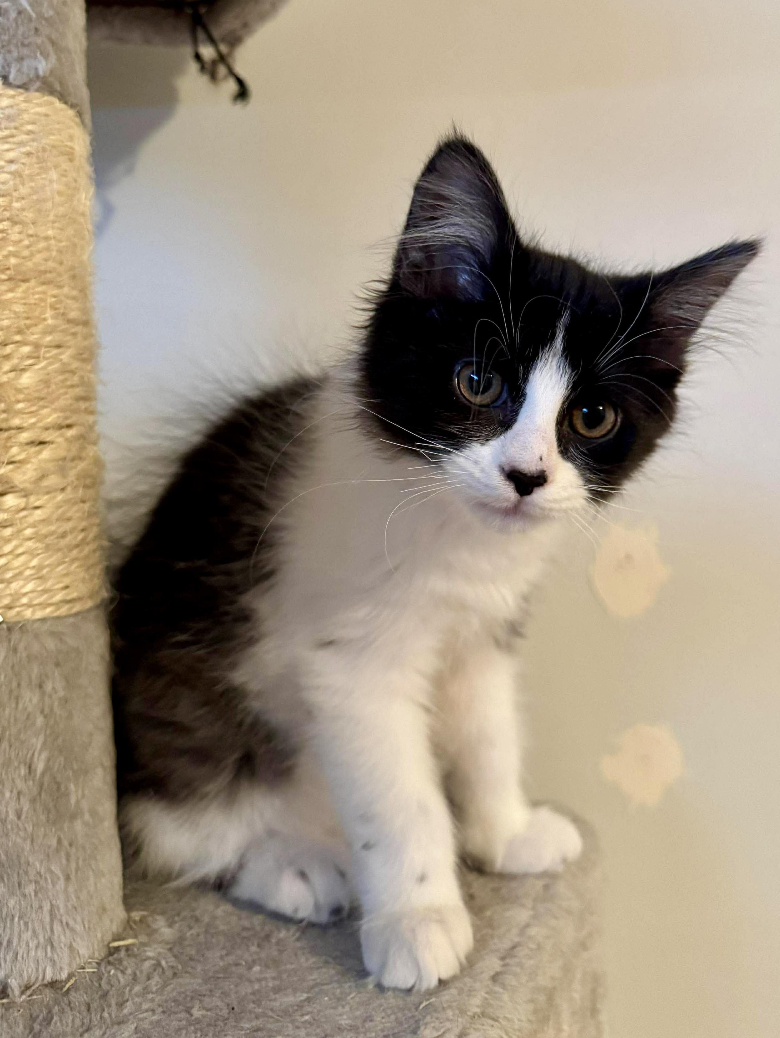 Enlarge Morticia, a ADOPTABLE Domestic Medium Hair in Pointe-Claire, QC image 3/6