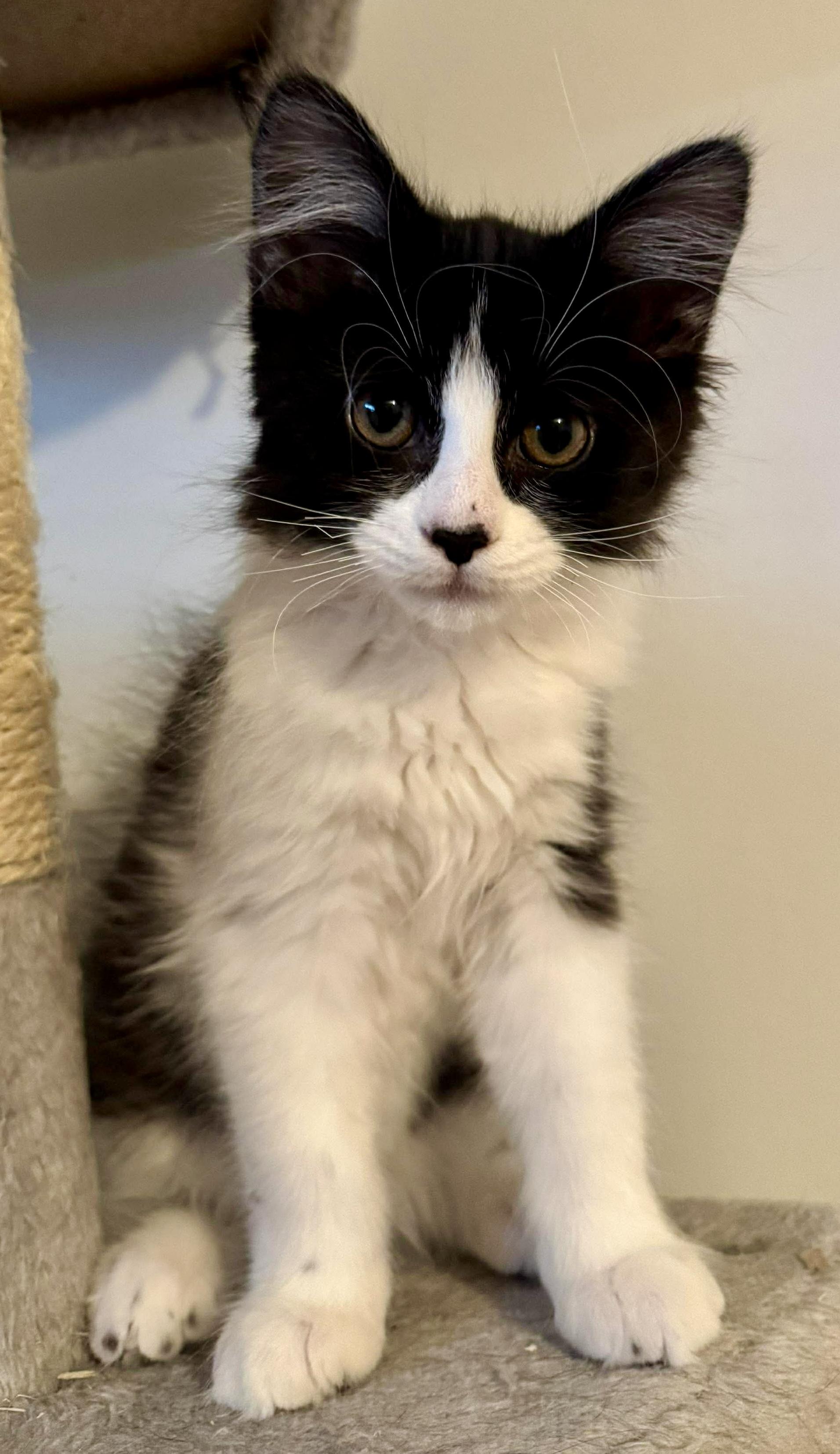 Morticia, ADOPTABLE, Kitten Female Domestic Medium Hair.