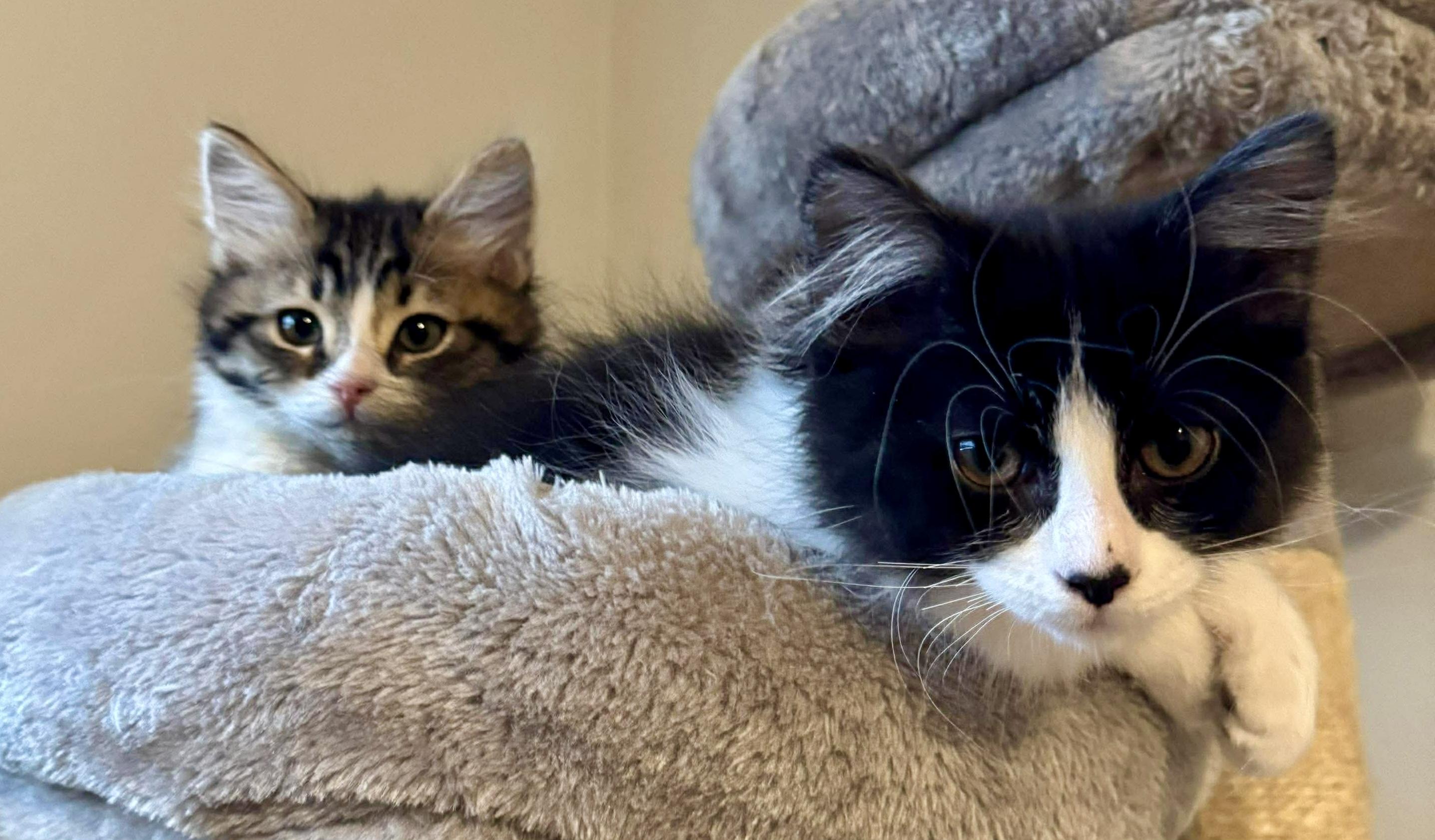 Enlarge Morticia, a ADOPTABLE Domestic Medium Hair in Pointe-Claire, QC image 4/6