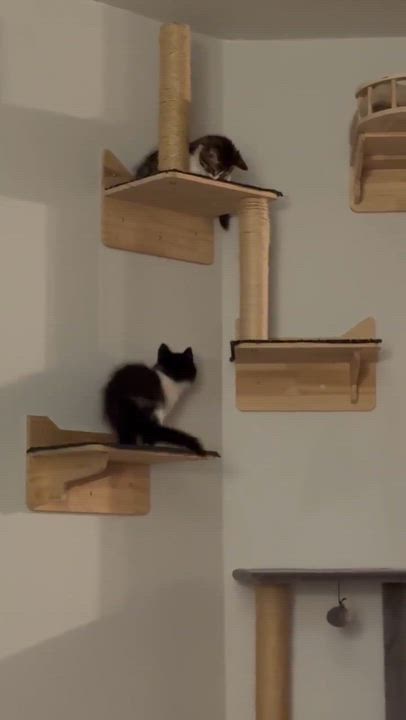 Enlarge Morticia, a ADOPTABLE Domestic Medium Hair in Pointe-Claire, QC video 6/6