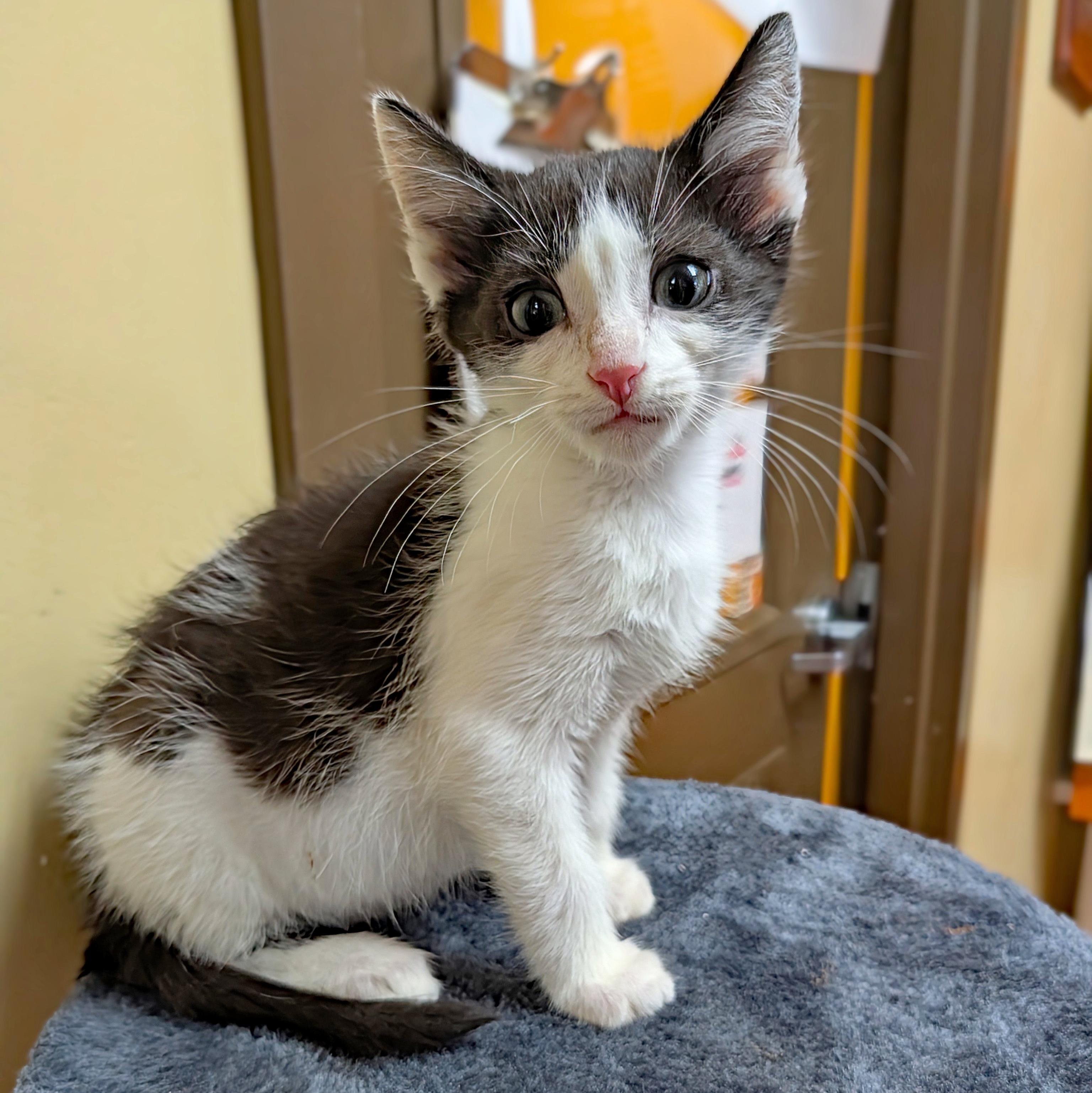 Enlarge Nick Nack, a ADOPTABLE Domestic Short Hair in Accident, MD image 1/4
