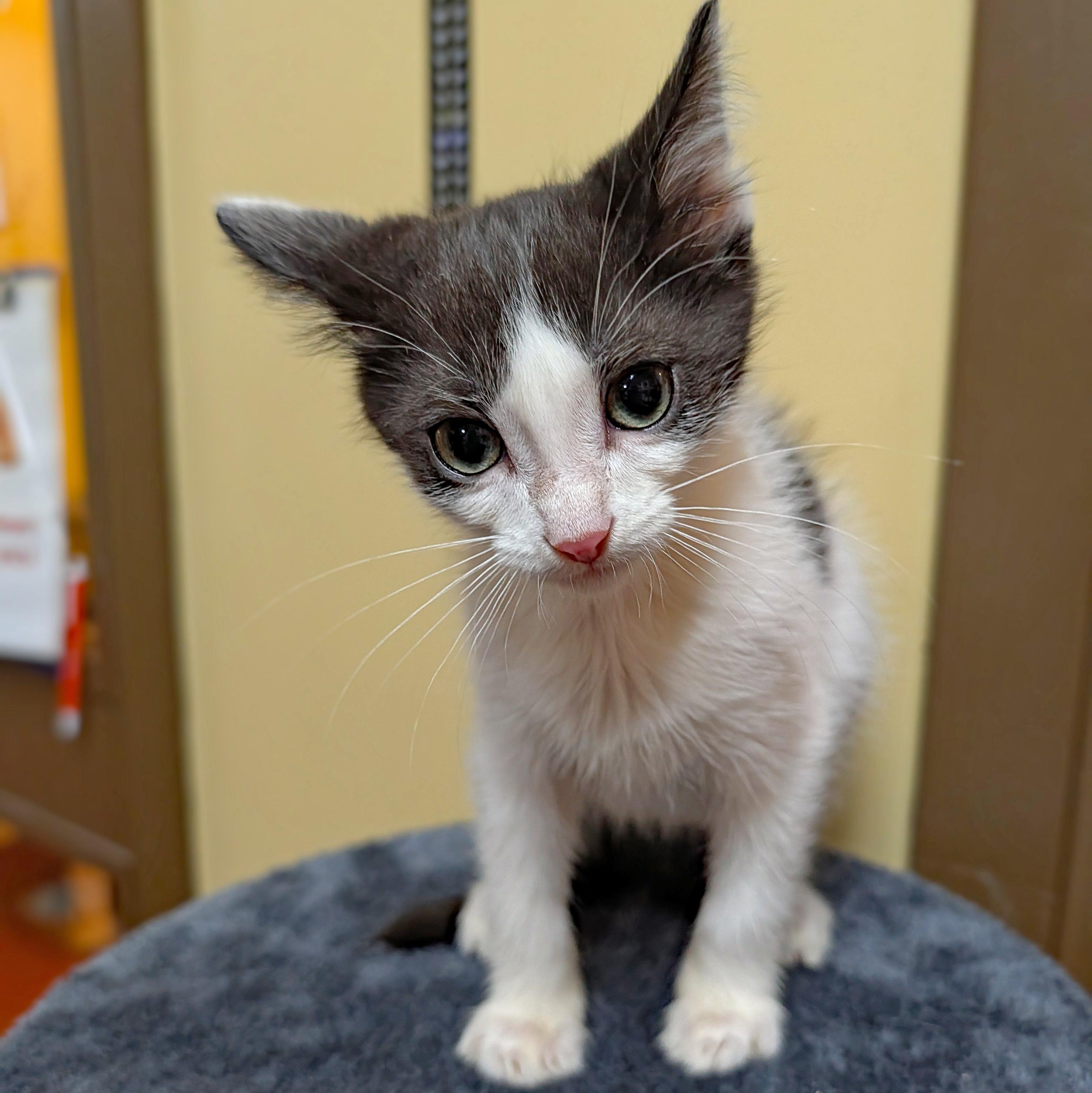 Enlarge Nick Nack, a ADOPTABLE Domestic Short Hair in Accident, MD image 2/4