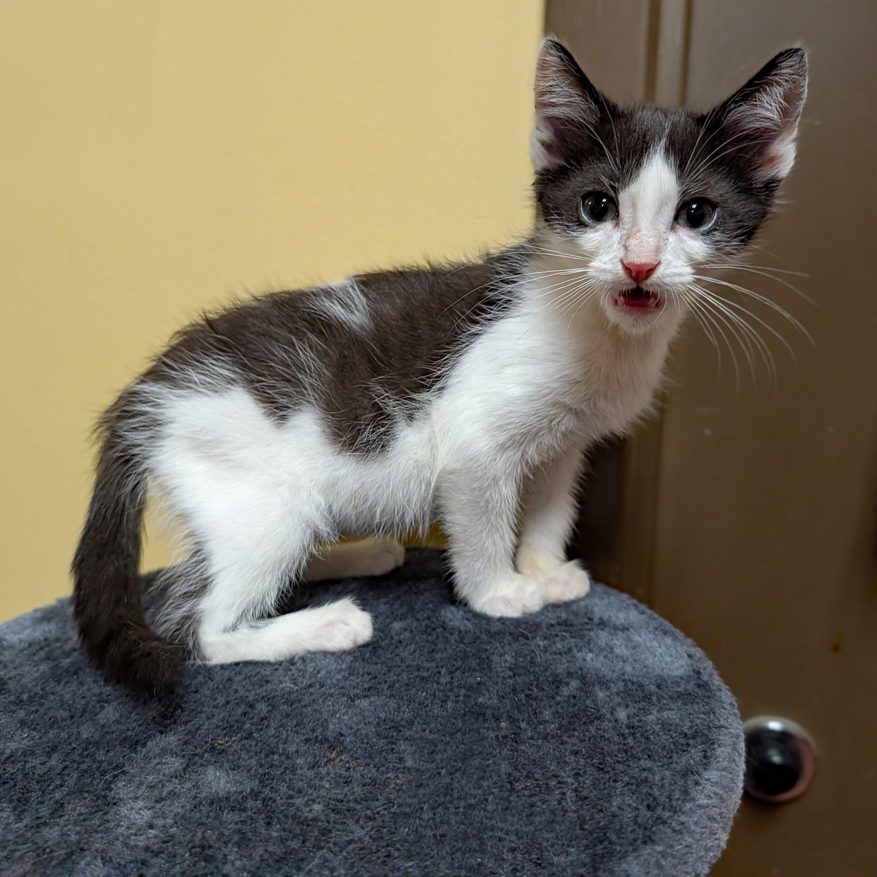 Enlarge Nick Nack, a ADOPTABLE Domestic Short Hair in Accident, MD image 4/4
