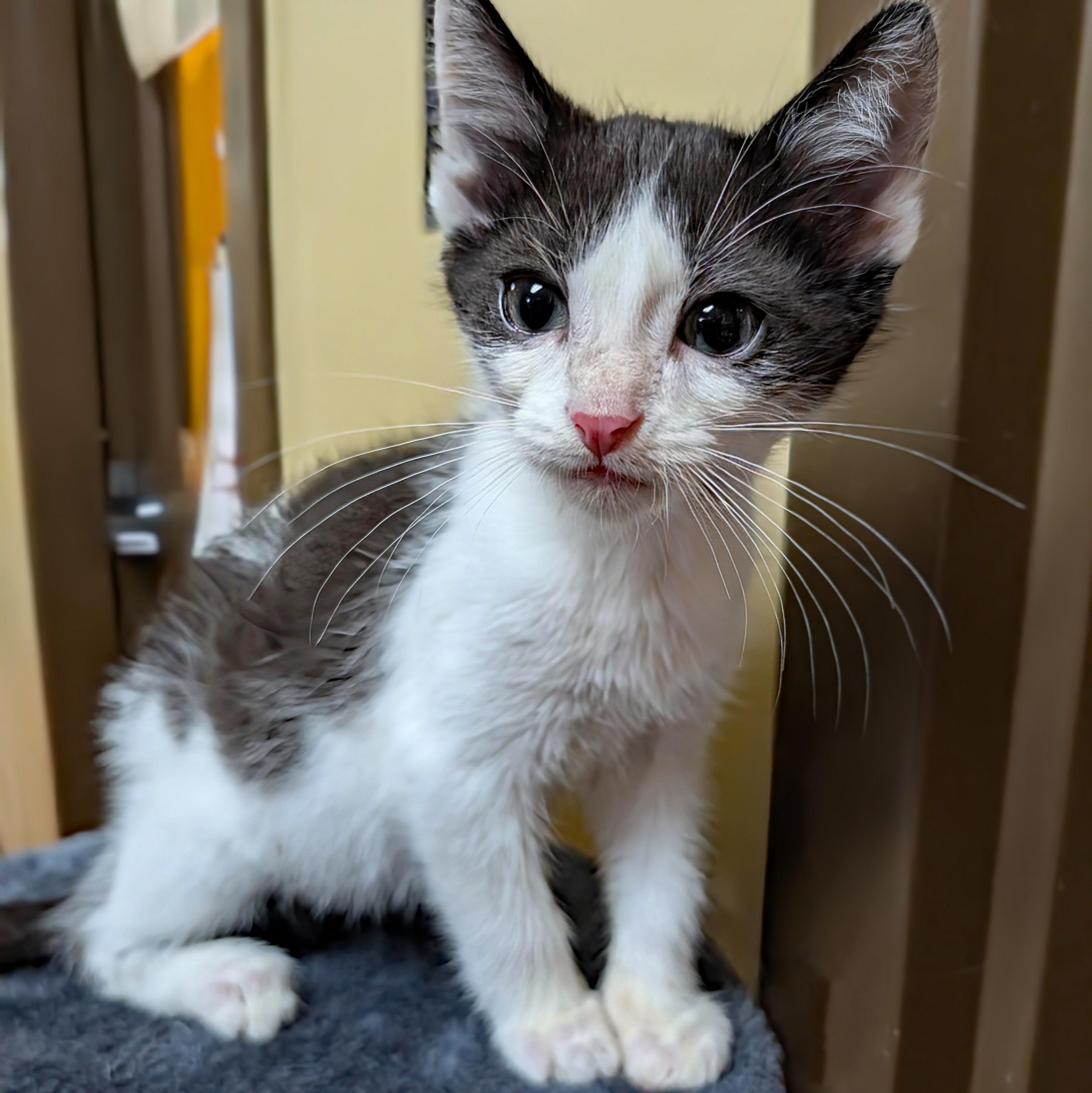 Enlarge Nick Nack, a ADOPTABLE Domestic Short Hair in Accident, MD image 3/4