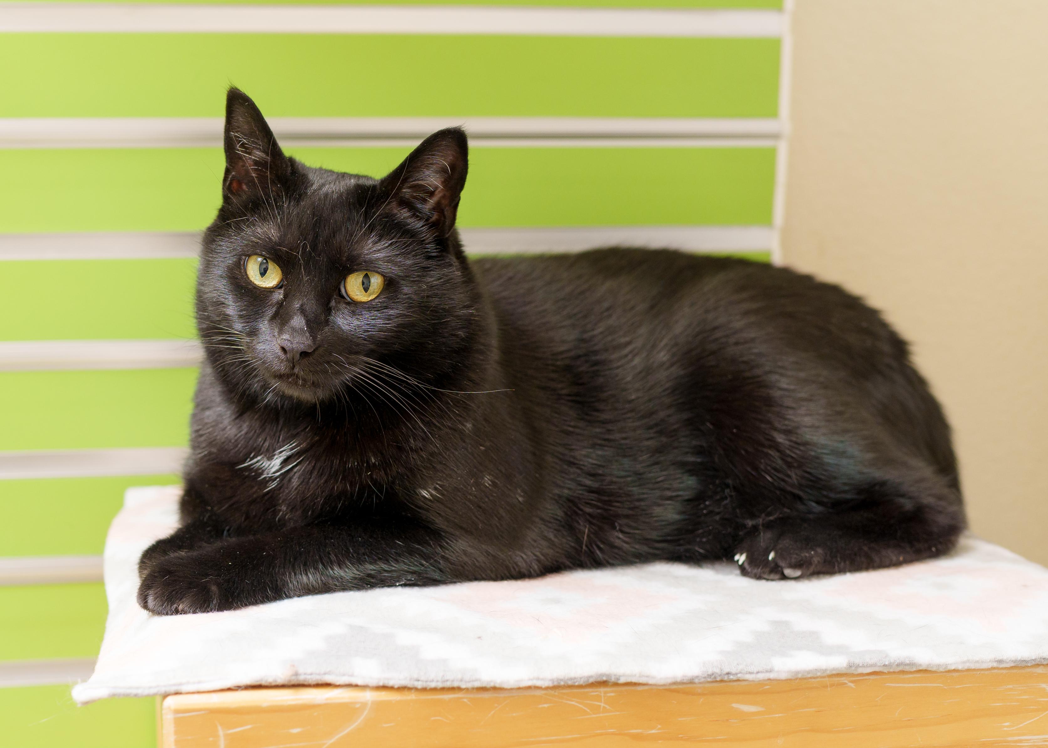 Enlarge Fran, a Adoptable Domestic Short Hair in Boise, ID image 1/5