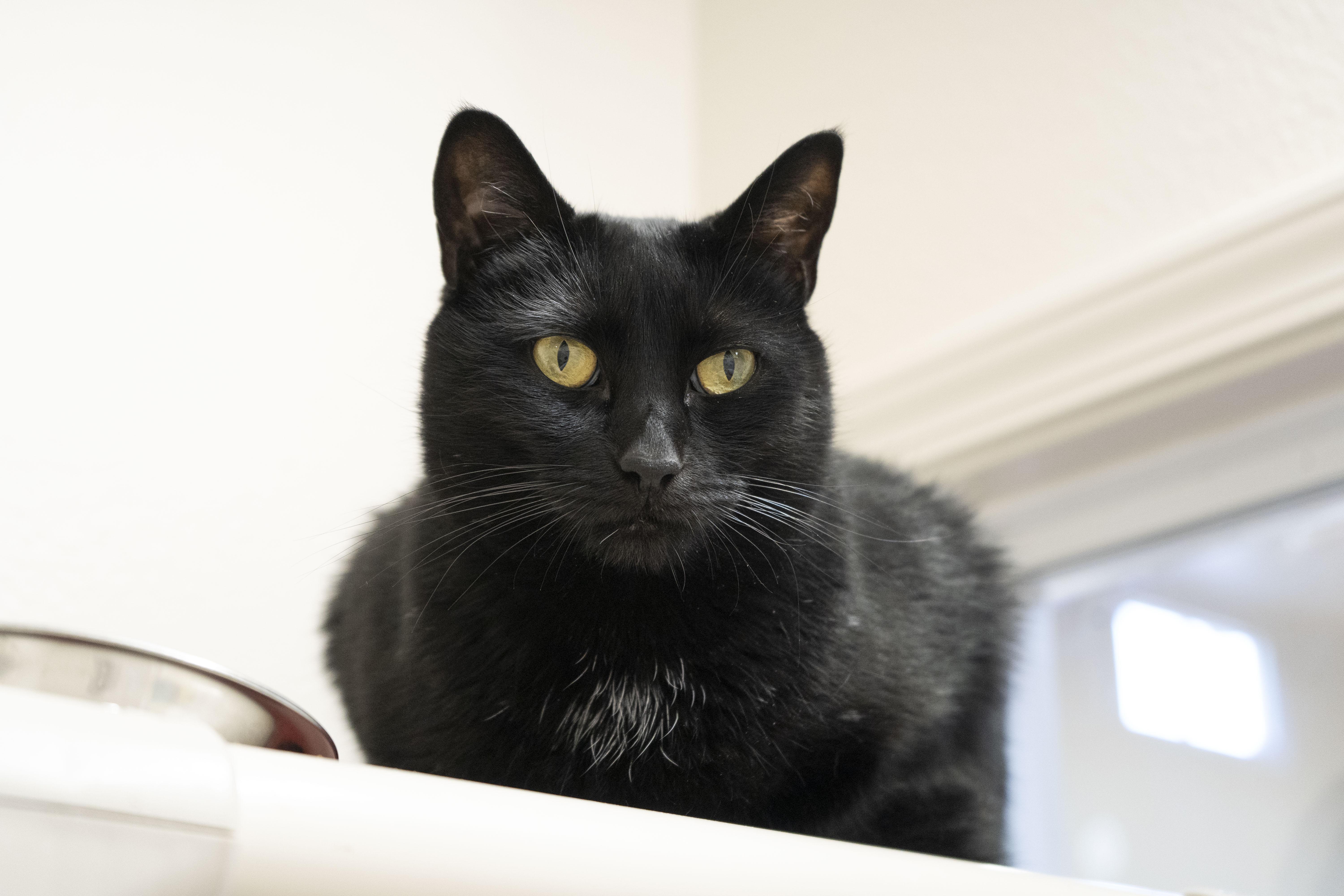 Fran, a Adoptable Domestic Short Hair in Boise, ID image 5/6