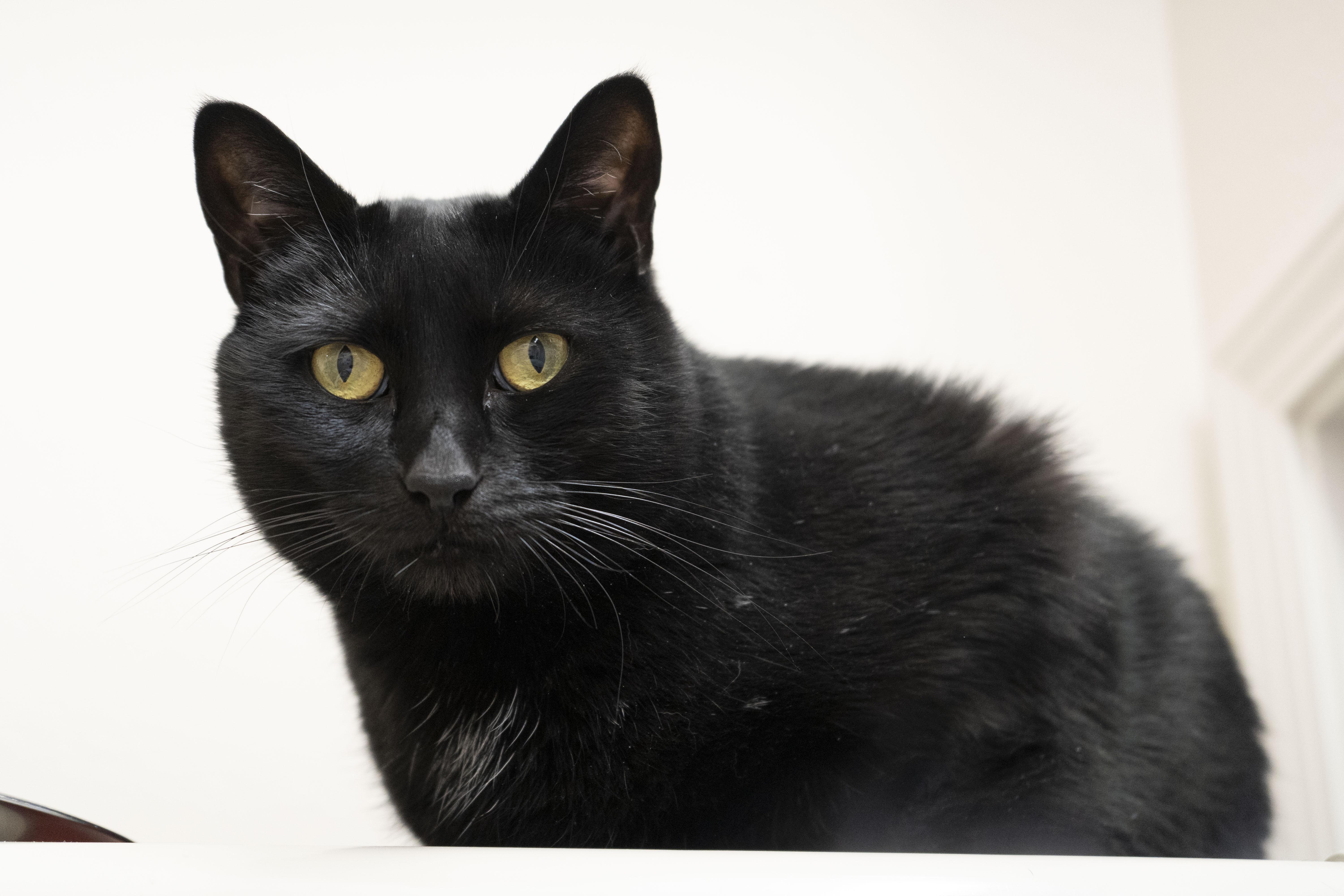 Fran, Adoptable, Adult Female Domestic Short Hair.