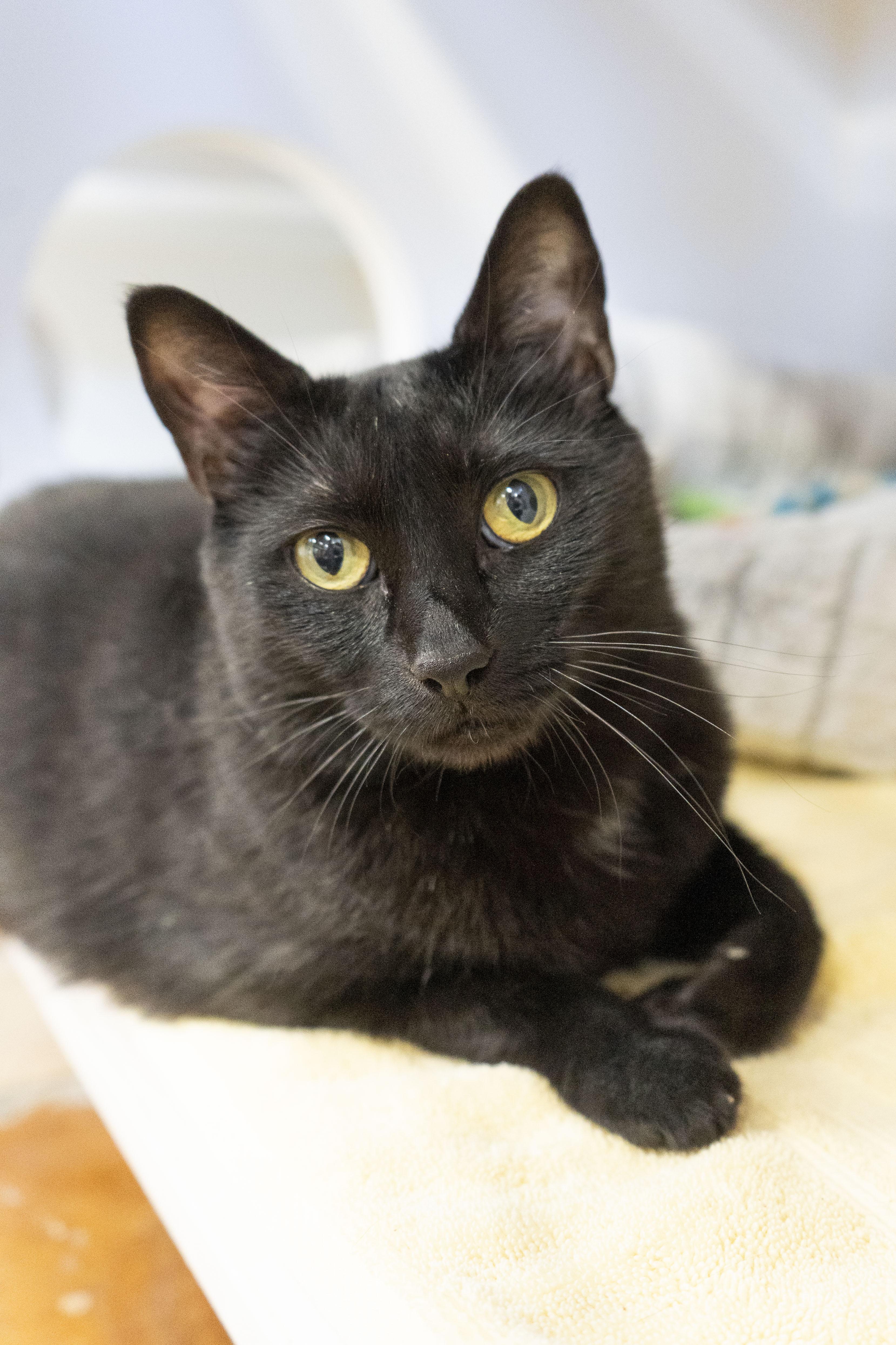Fran, a Adoptable Domestic Short Hair in Boise, ID image 1/6