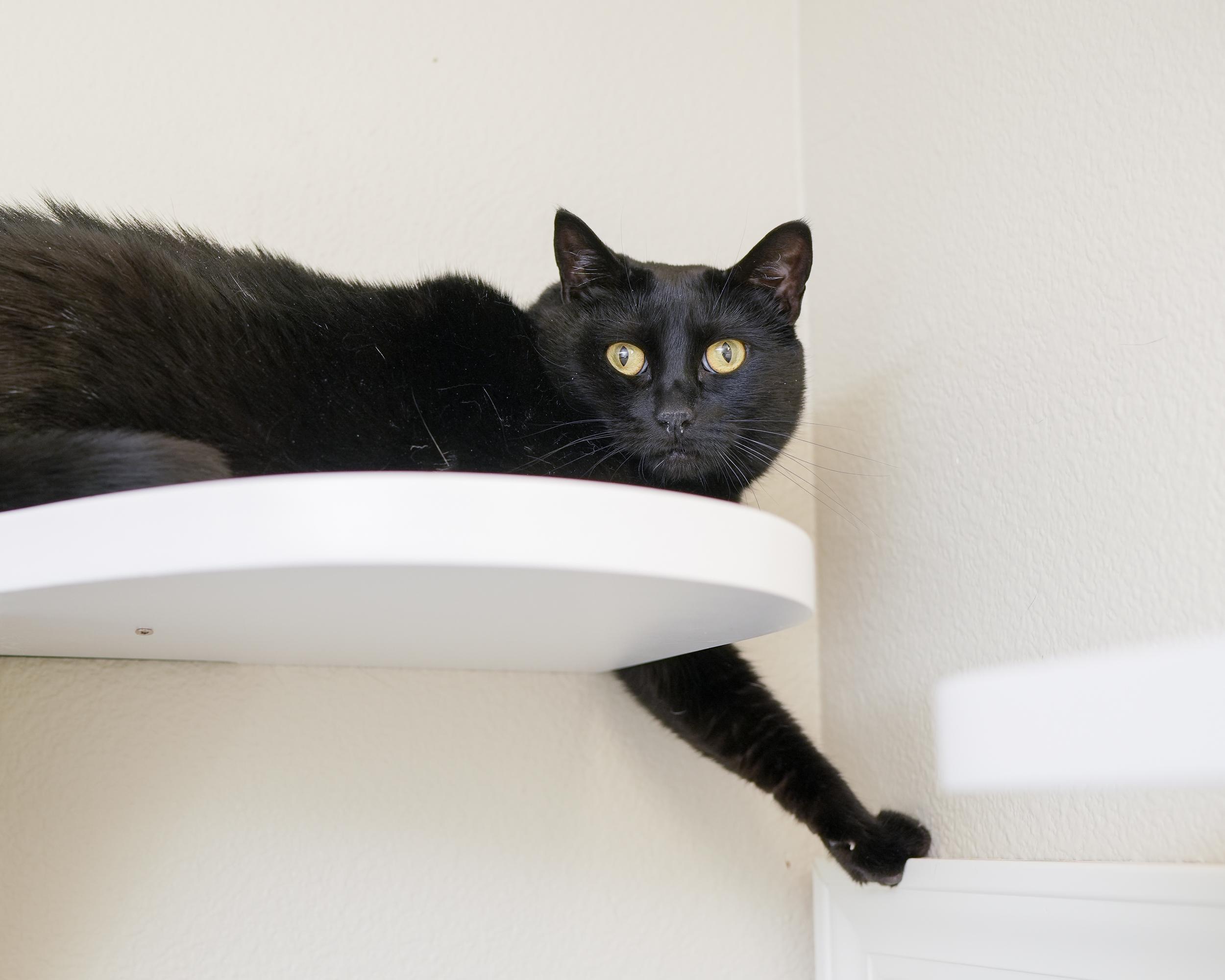 Fran, a Adoptable Domestic Short Hair in Boise, ID image 3/6