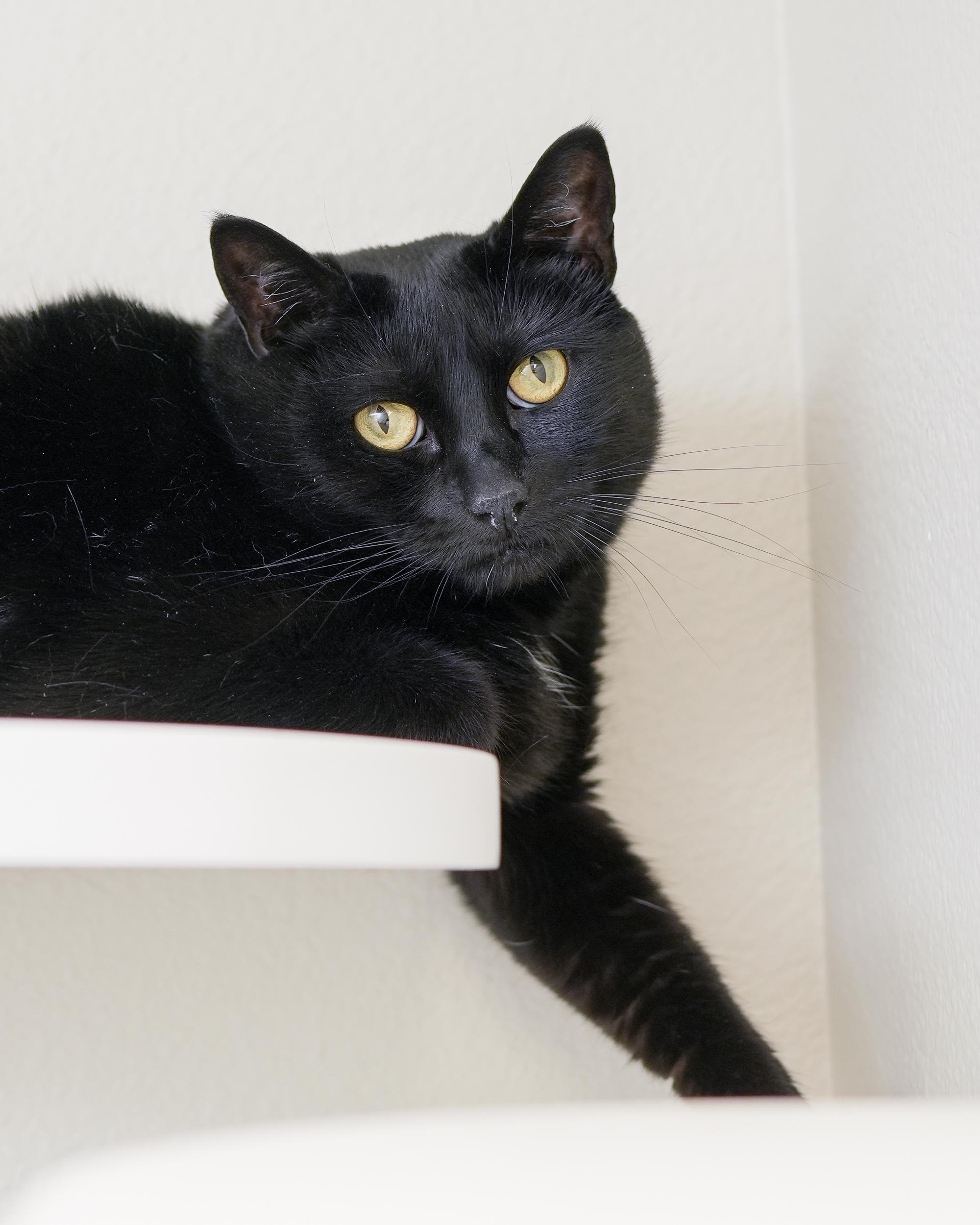 Fran, a Adoptable Domestic Short Hair in Boise, ID image 4/6