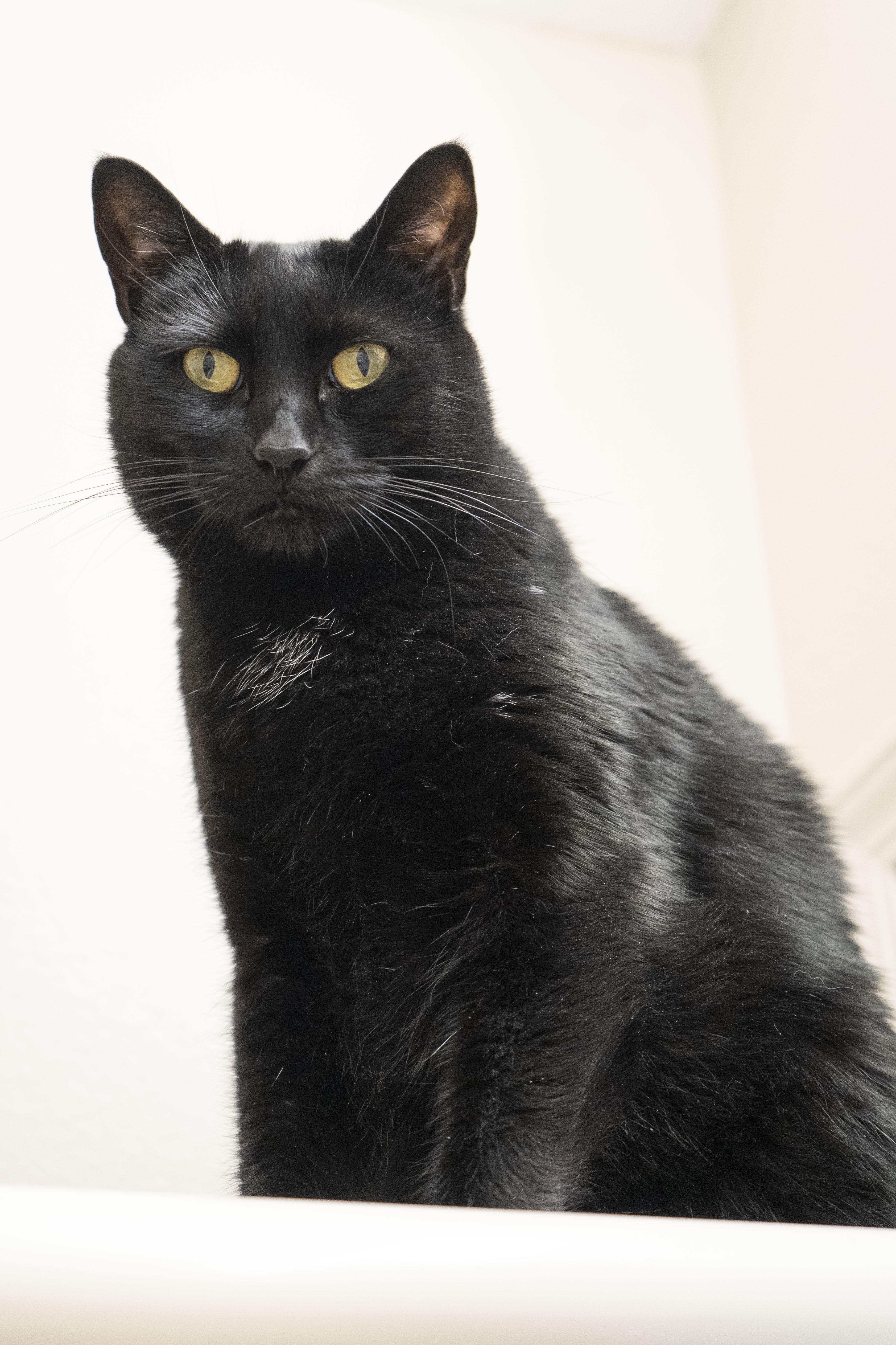 Fran, a Adoptable Domestic Short Hair in Boise, ID image 6/6