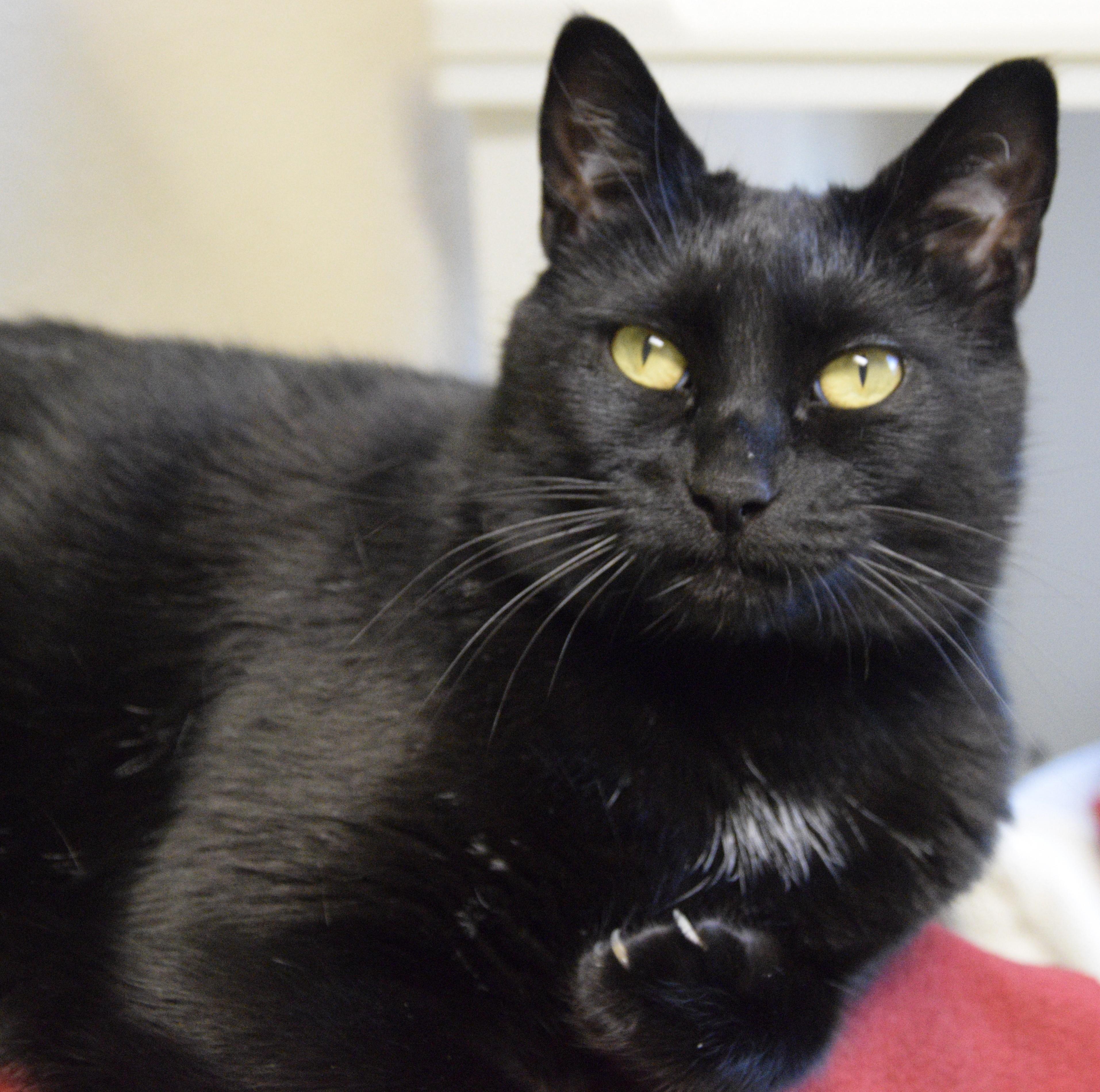 Enlarge Fran, a Adoptable Domestic Short Hair in Boise, ID image 2/5