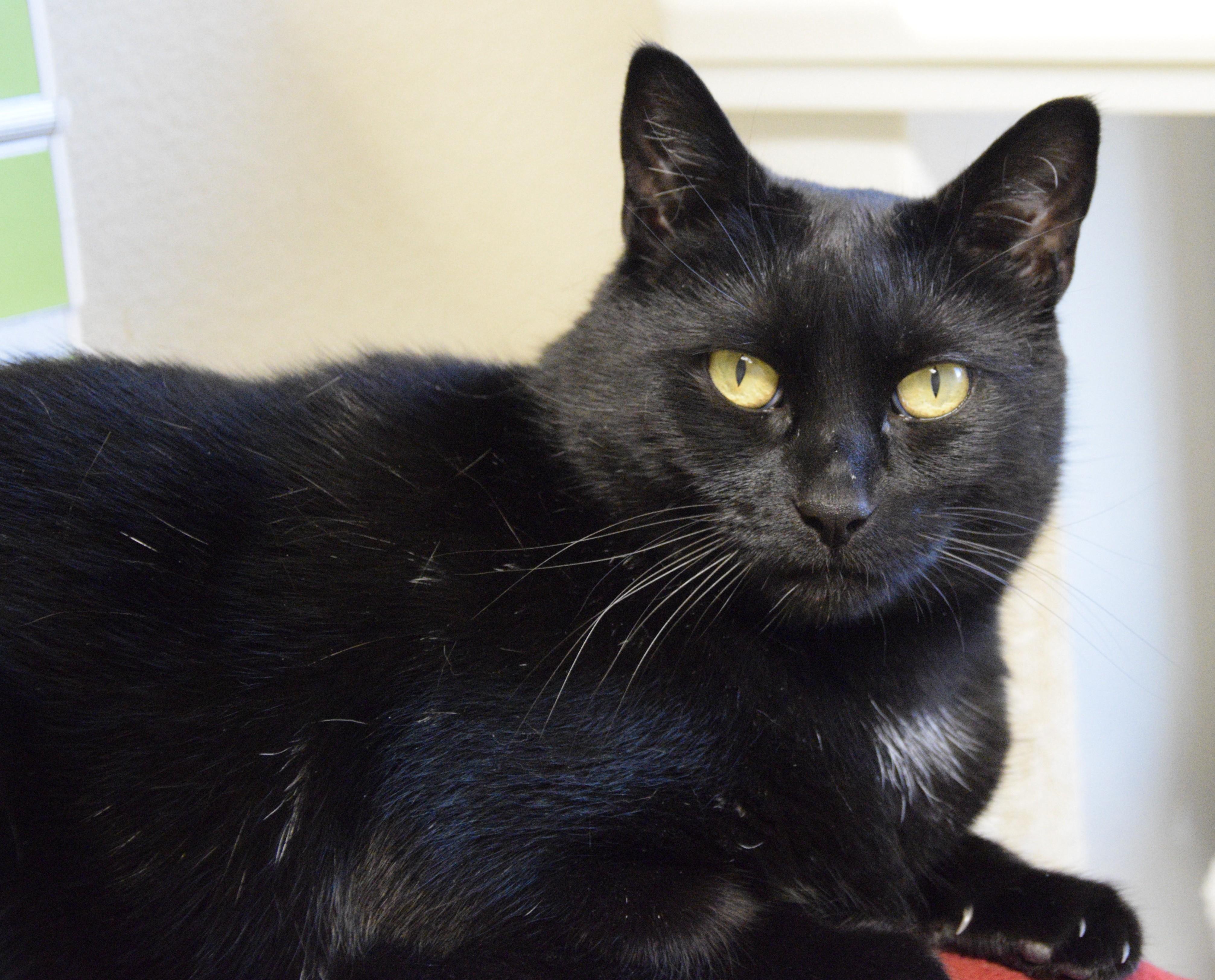 Enlarge Fran, a Adoptable Domestic Short Hair in Boise, ID image 1/5