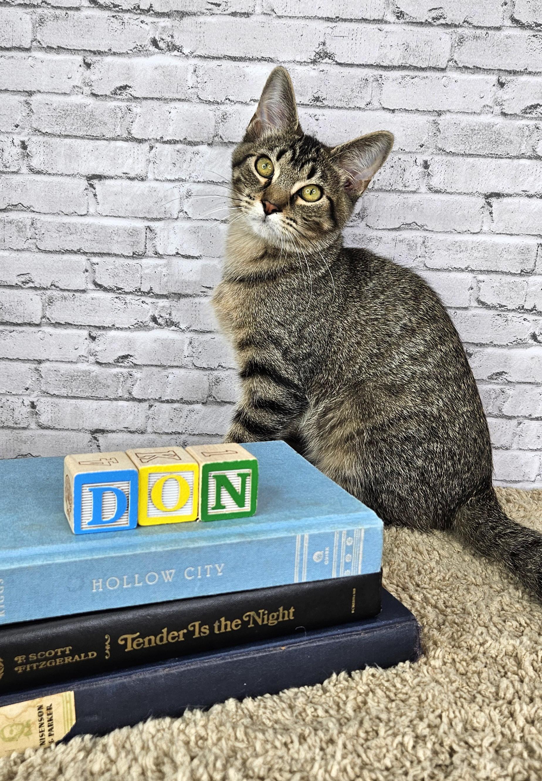 Enlarge Don, a Adoptable Tabby in Ashland, KY image 1/1