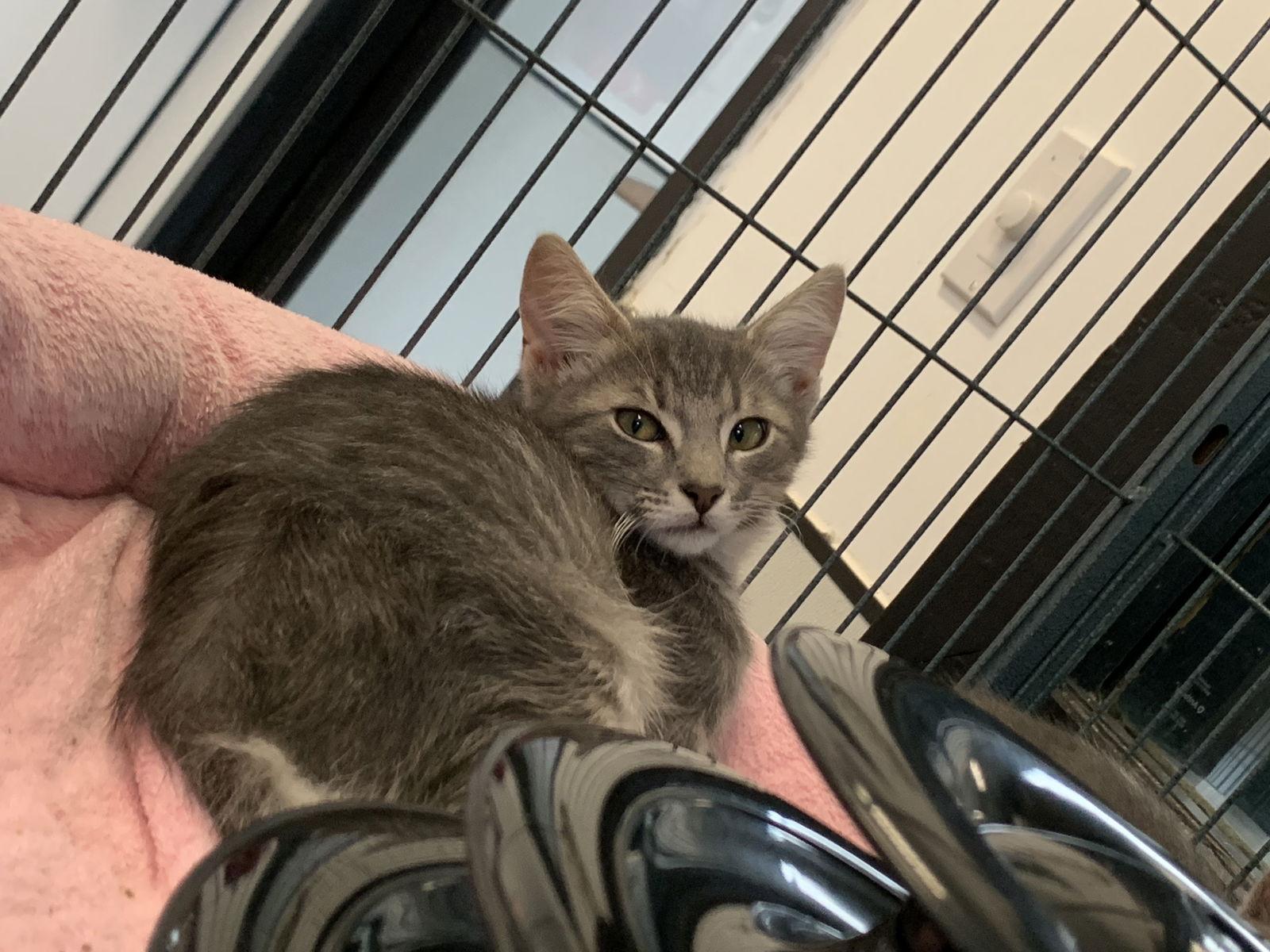 Ritz, Adoptable, Kitten Male Domestic Short Hair.