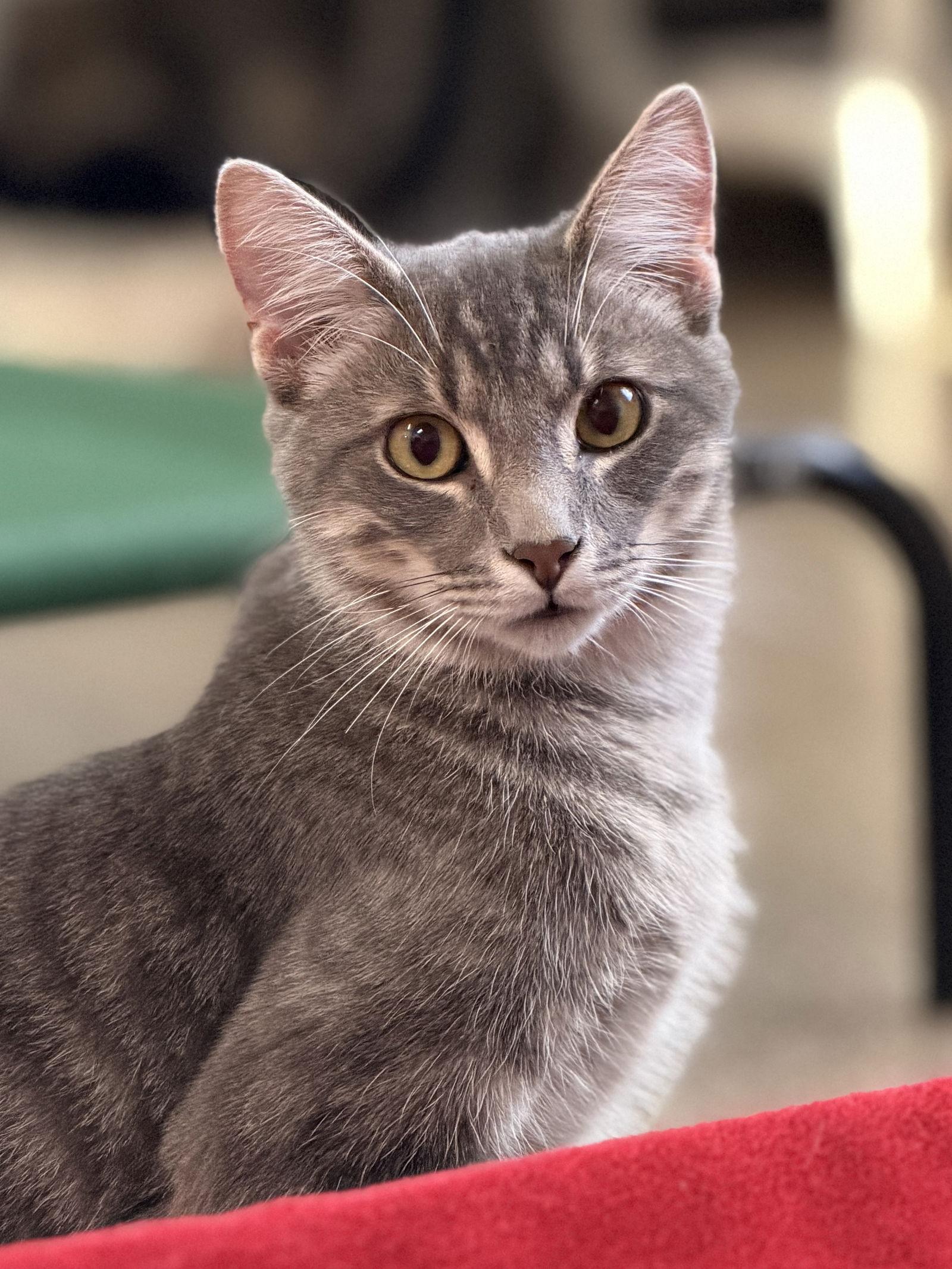 Enlarge Ritz, a Adoptable Domestic Short Hair in Sanford, FL image 2/3