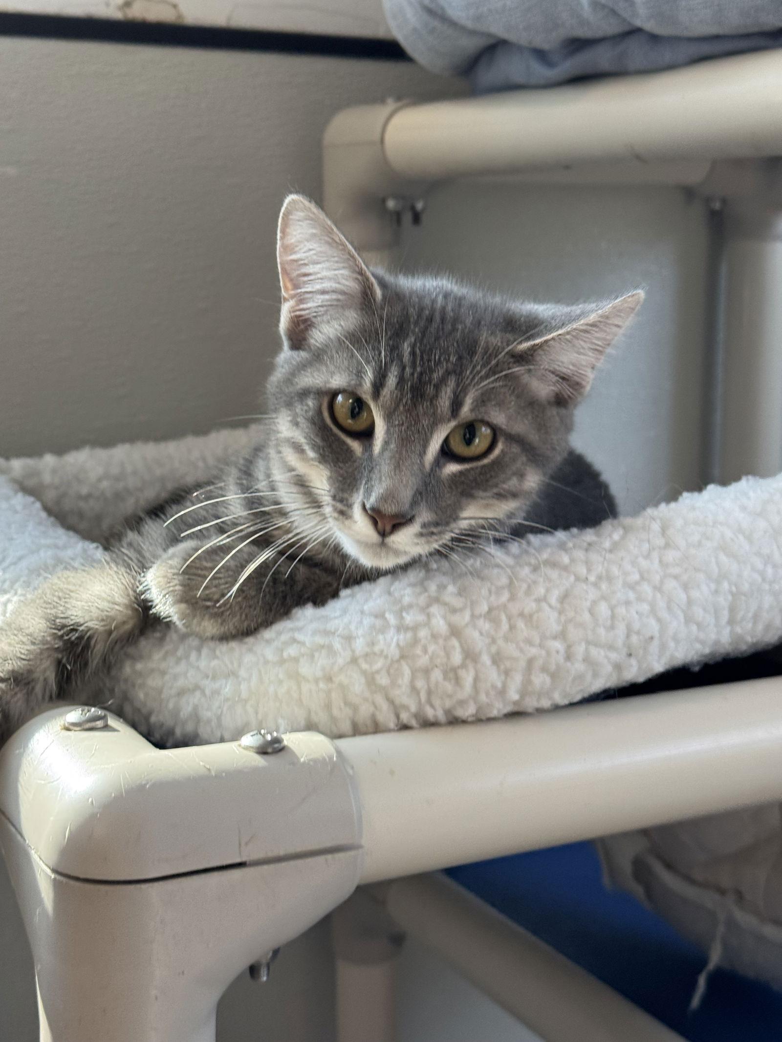 Enlarge Ritz, a Adoptable Domestic Short Hair in Sanford, FL image 3/3