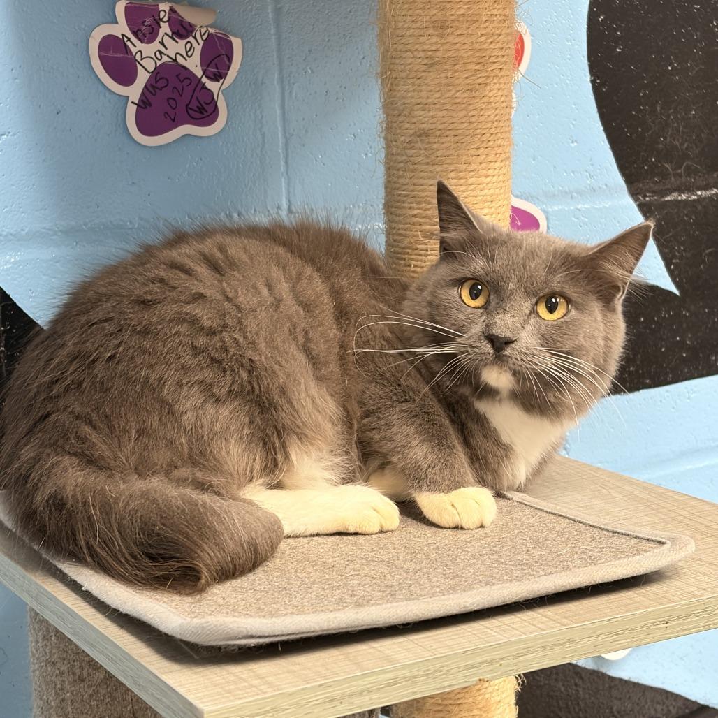 Ski, Adoptable, Young Female Domestic Medium Hair.