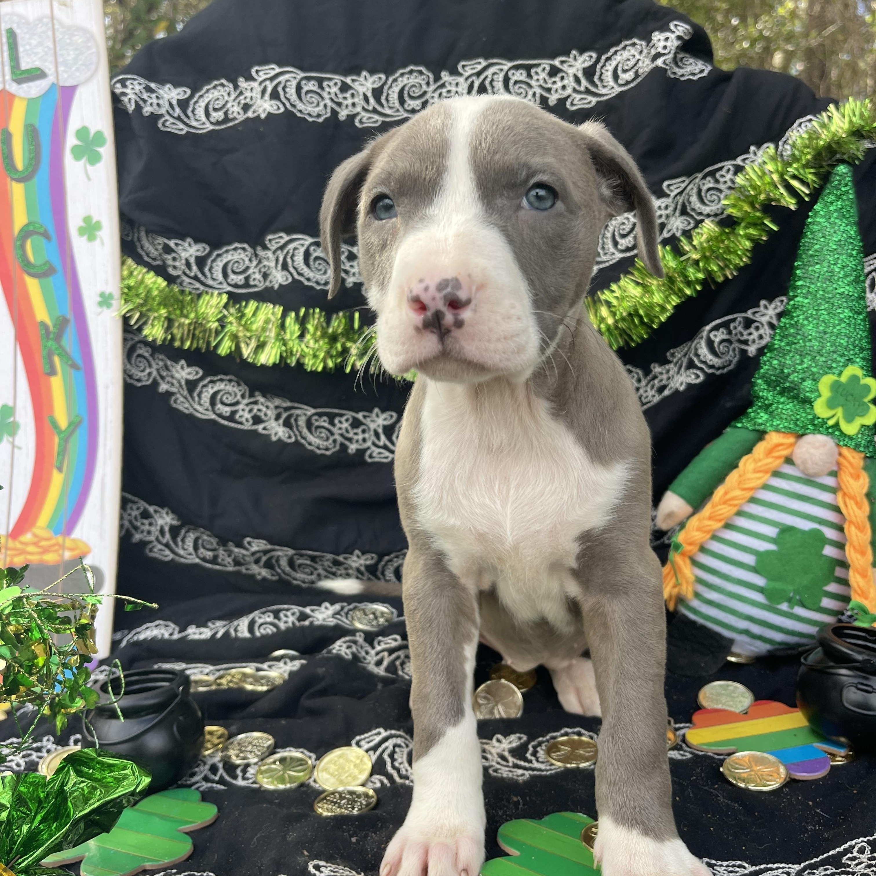 Enlarge Dropsey, an adopted mixed breed in Sebring, FL image 4/4
