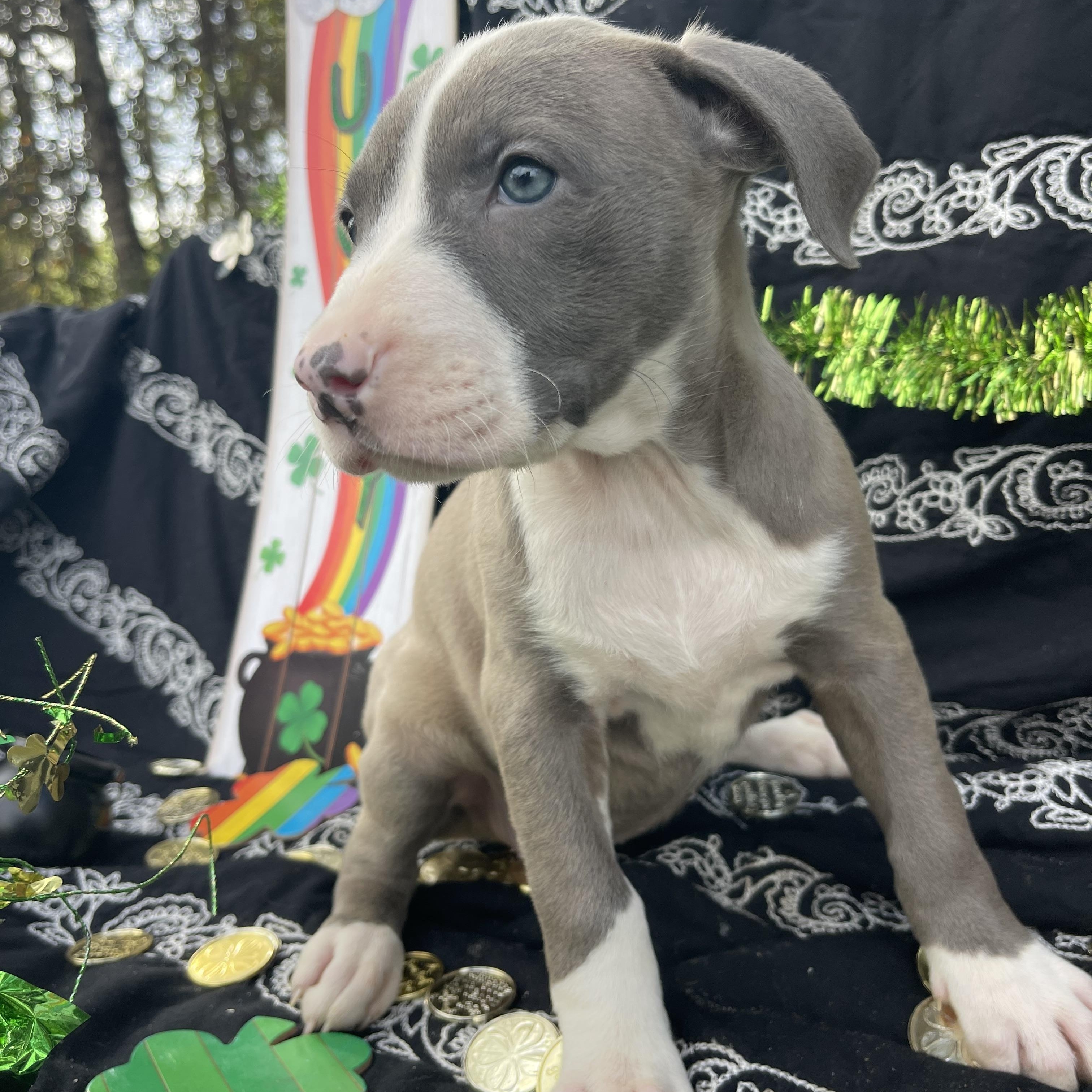 Enlarge Dropsey, an adopted mixed breed in Sebring, FL image 3/4