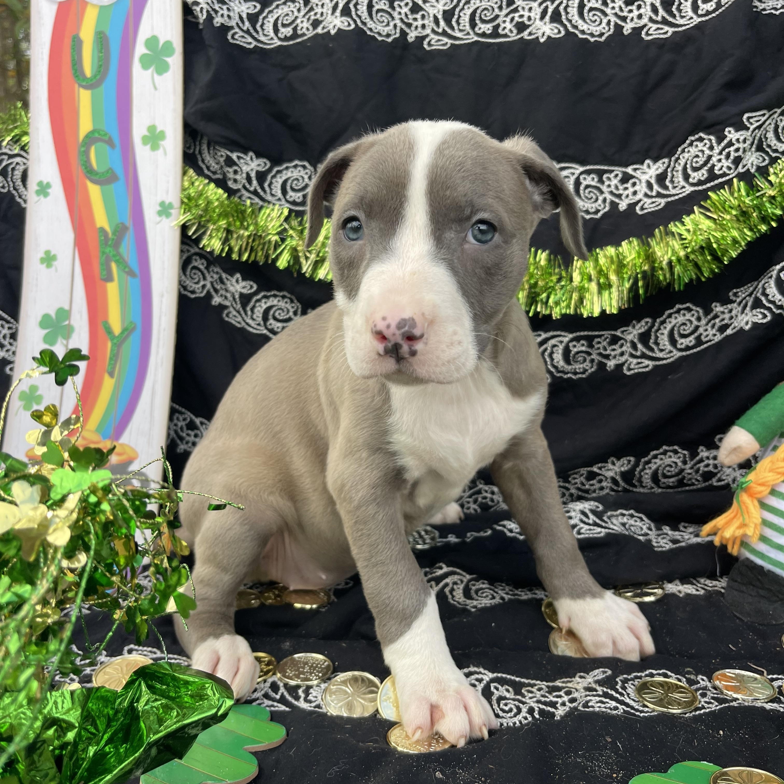 Enlarge Dropsey, an adopted mixed breed in Sebring, FL image 2/4