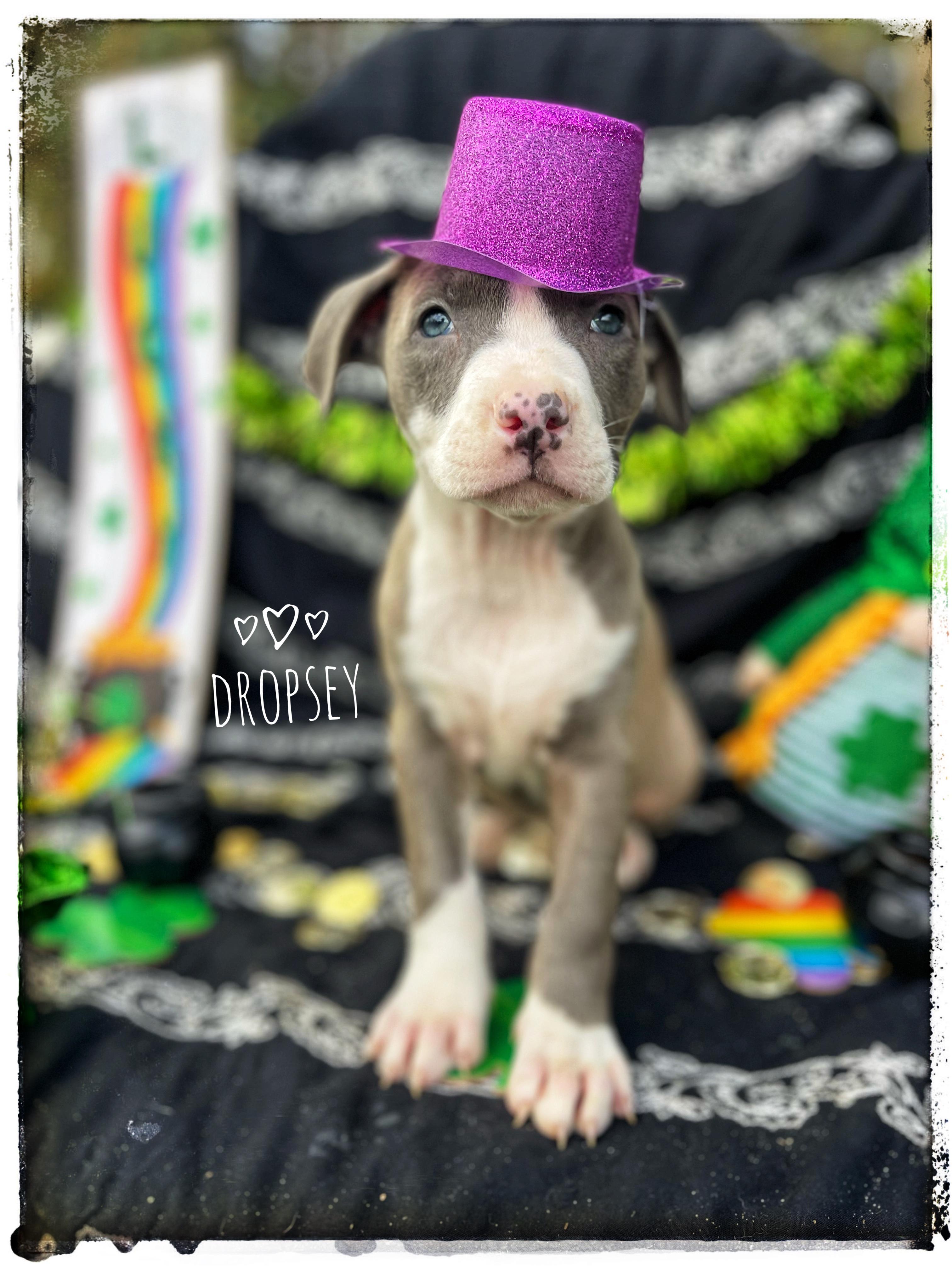 Enlarge Dropsey, an adopted mixed breed in Sebring, FL image 1/4