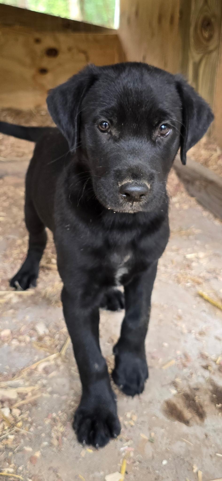 Enlarge Opie, a Adoptable mixed breed in Kannapolis, NC image 3/3